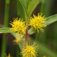 Felberich - Ähriger Gilbweiderich - Lysimachia thyrsiflora