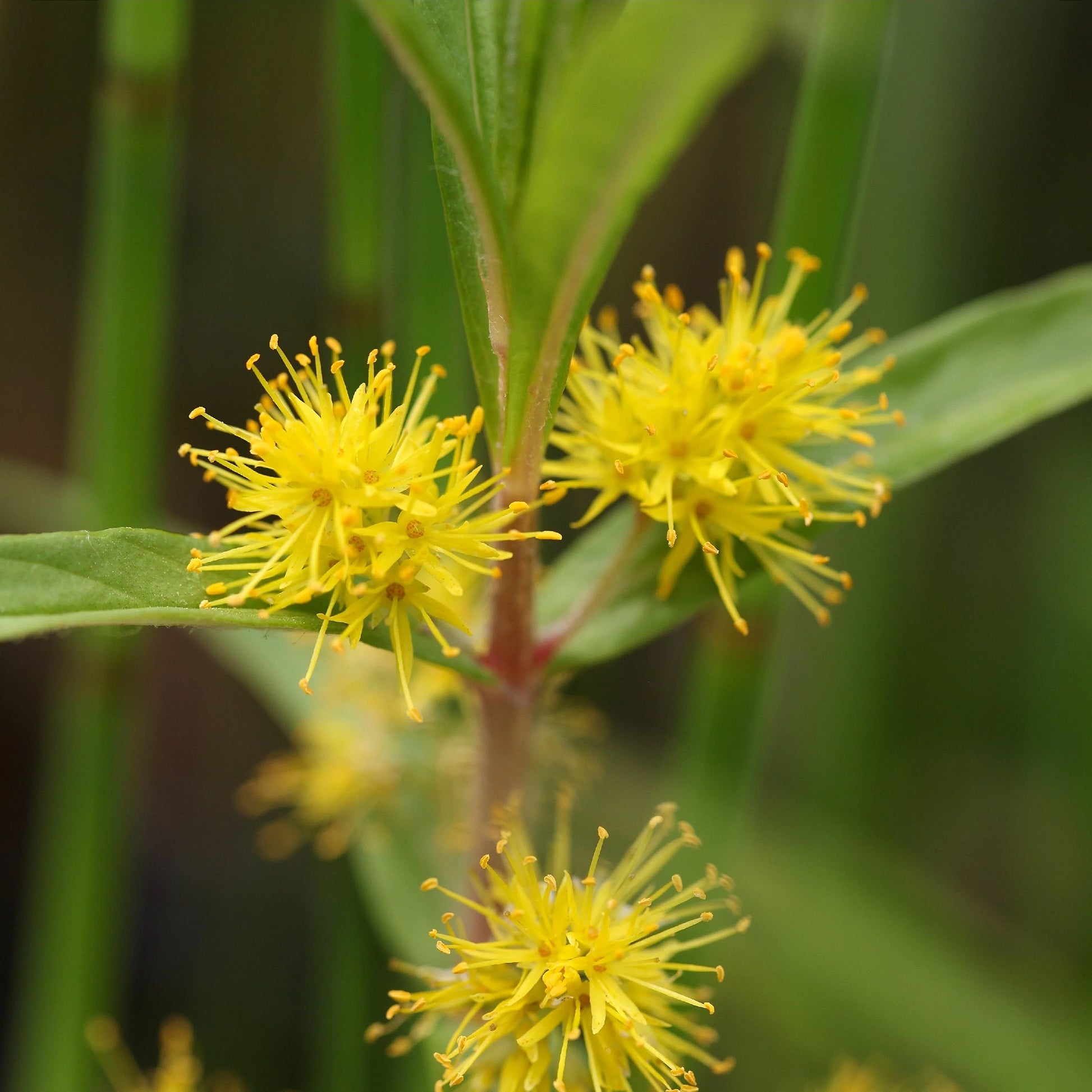 Felberich - Ähriger Gilbweiderich - Lysimachia thyrsiflora