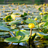 Gelbe Teichrose - Nuphar lutea - Bakker