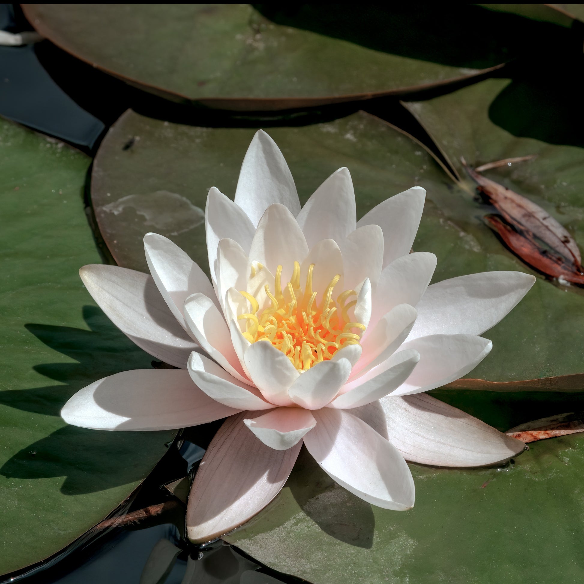 Weiße Seerose - Nymphaea alba - Bakker
