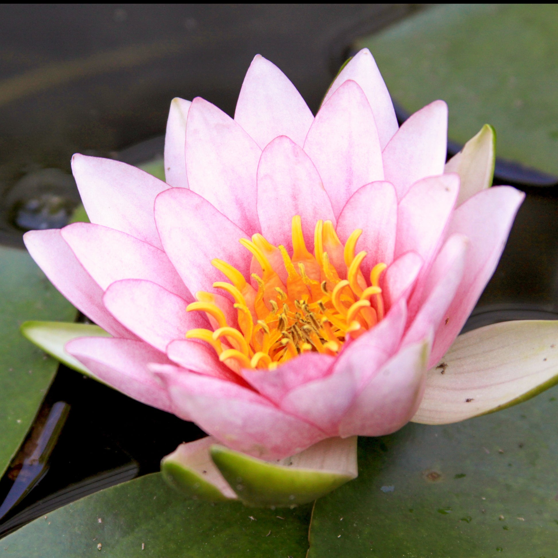 Seerose ‘Fabiola’ - Bakker
