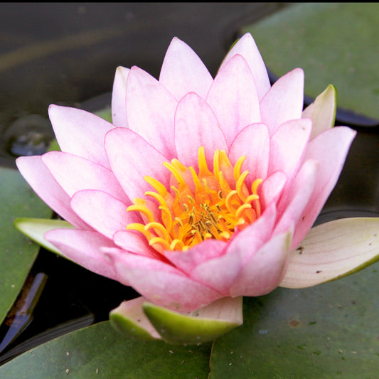 Seerose ‘Fabiola’ - Bakker