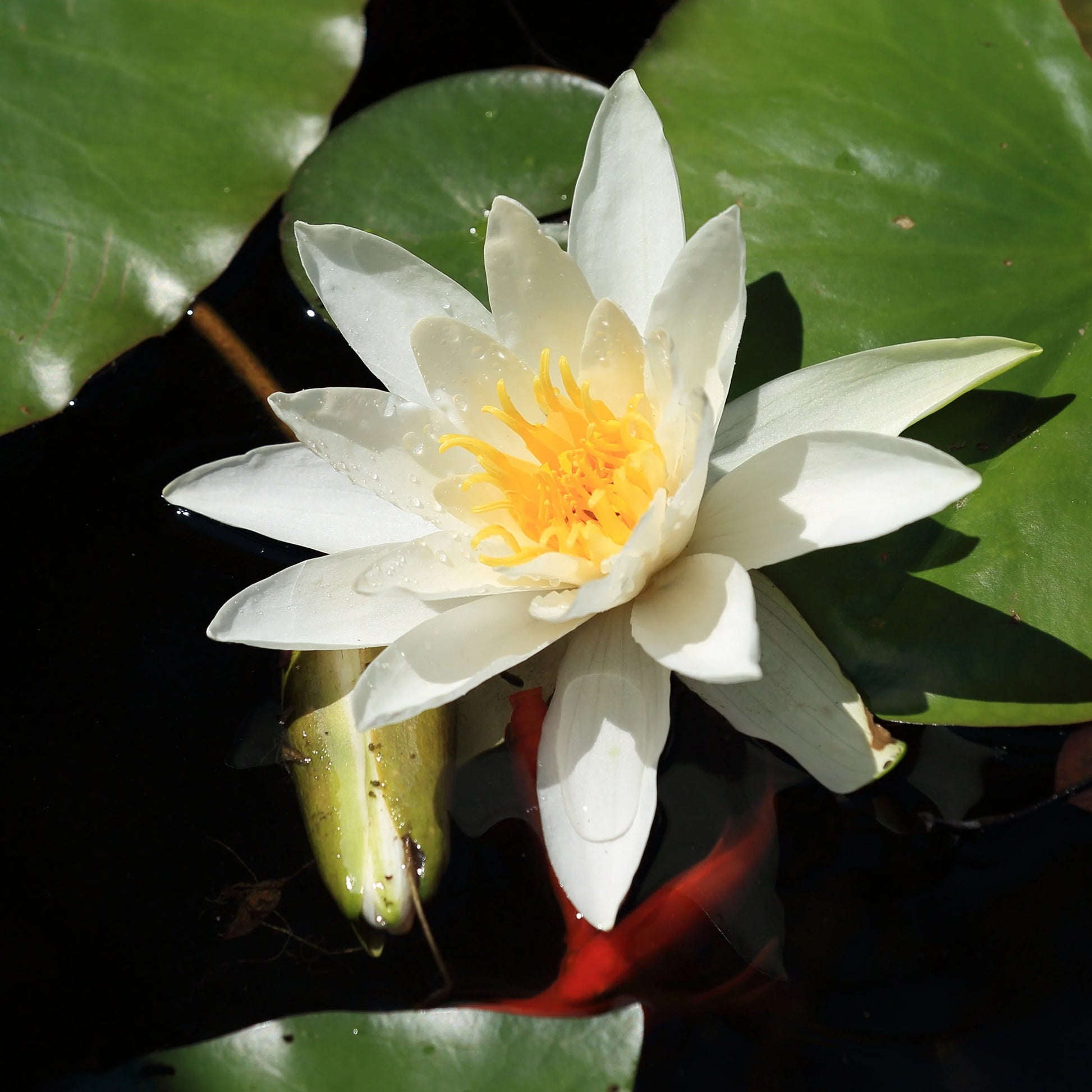 Nymphaea gladstoniana - Seerose Gladstoniana - Seerosen