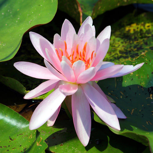 Seerose 'Laydekeri Lilacea' - Bakker