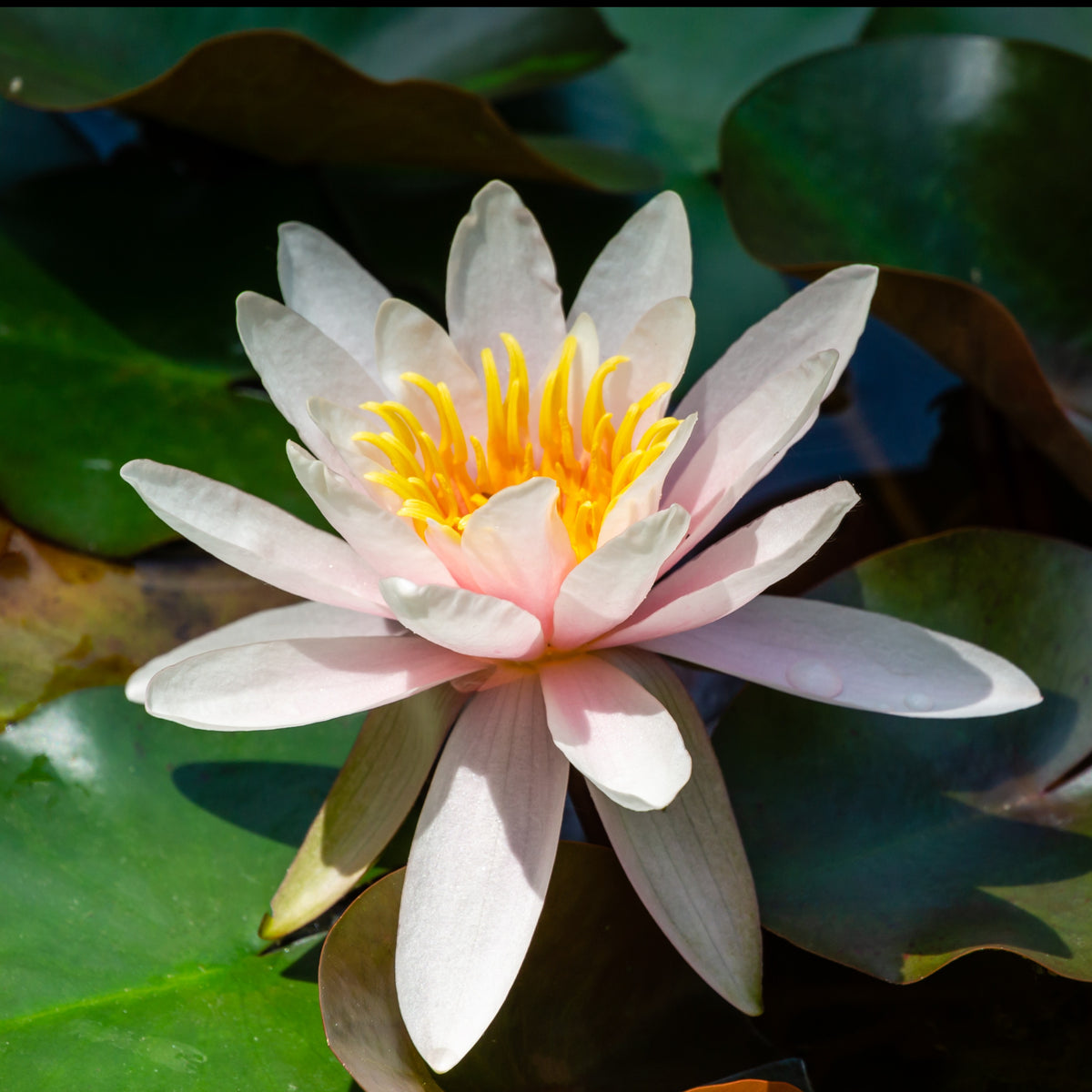 Seerose Marliacea Rosea - Bakker