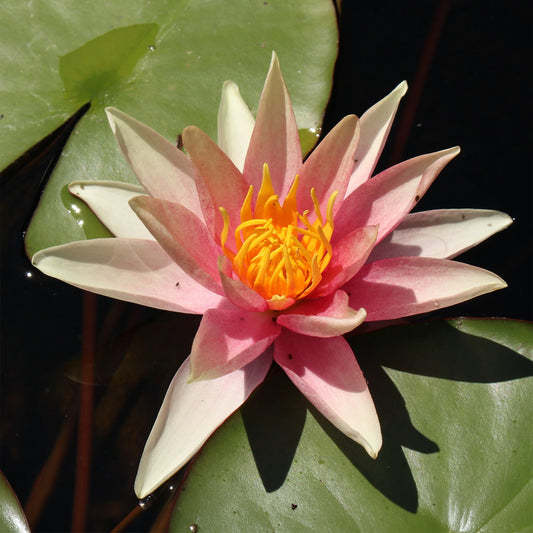 Seerose Sioux - Bakker