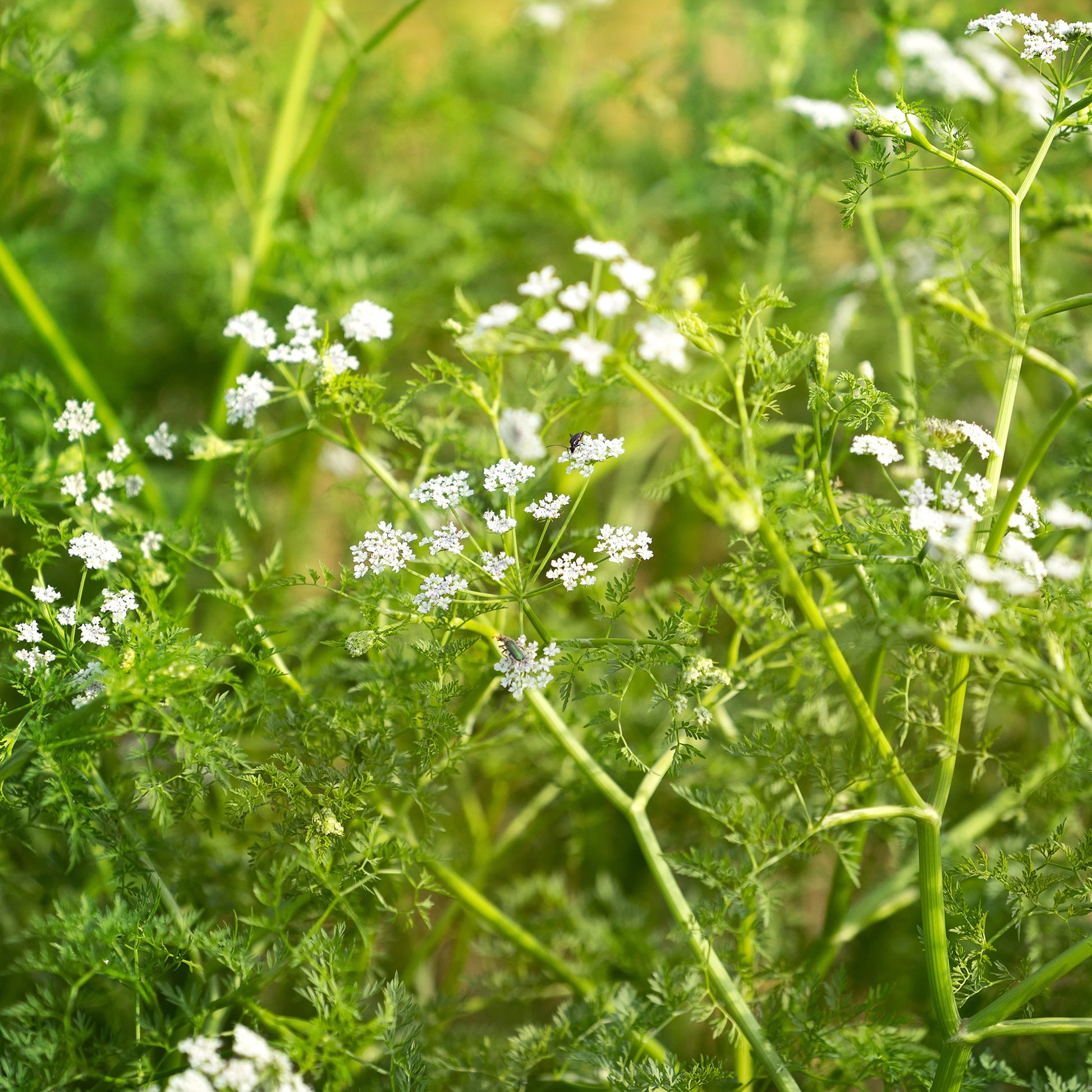 Wasser-Oenanthe - Oenanthe aquatica - Bakker