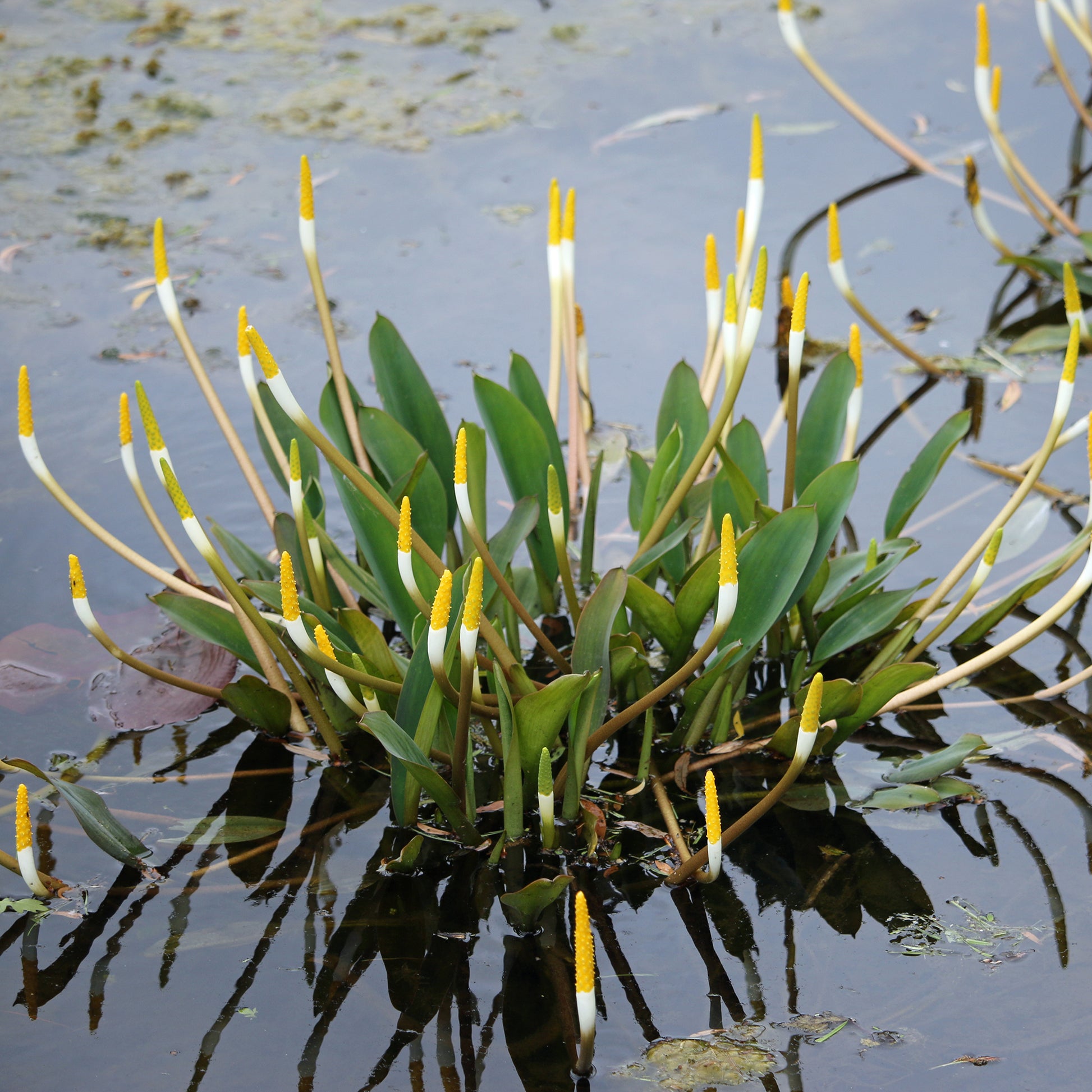 Goldkolben (Orontium aquaticum) - Bakker