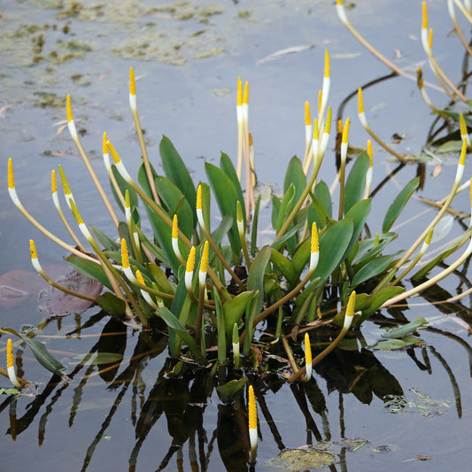 Goldkolben (Orontium aquaticum) - Bakker