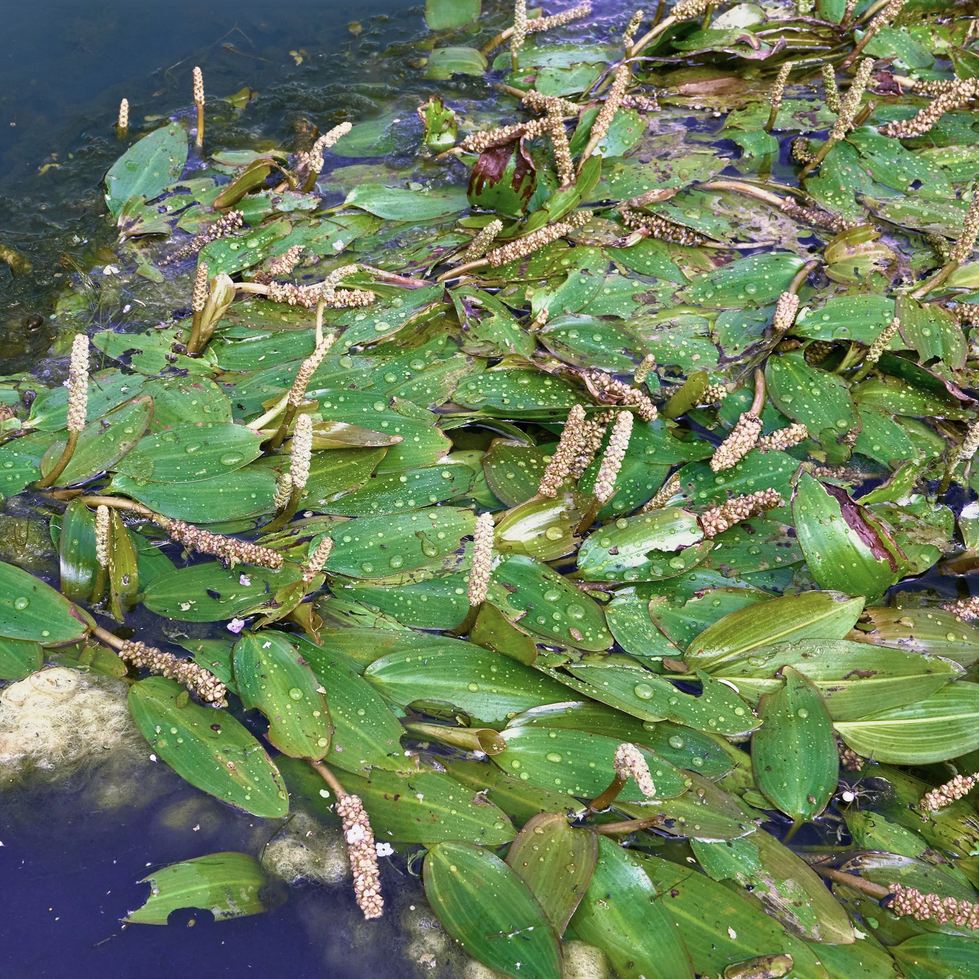 Schwimmendes Laichkraut - Bakker