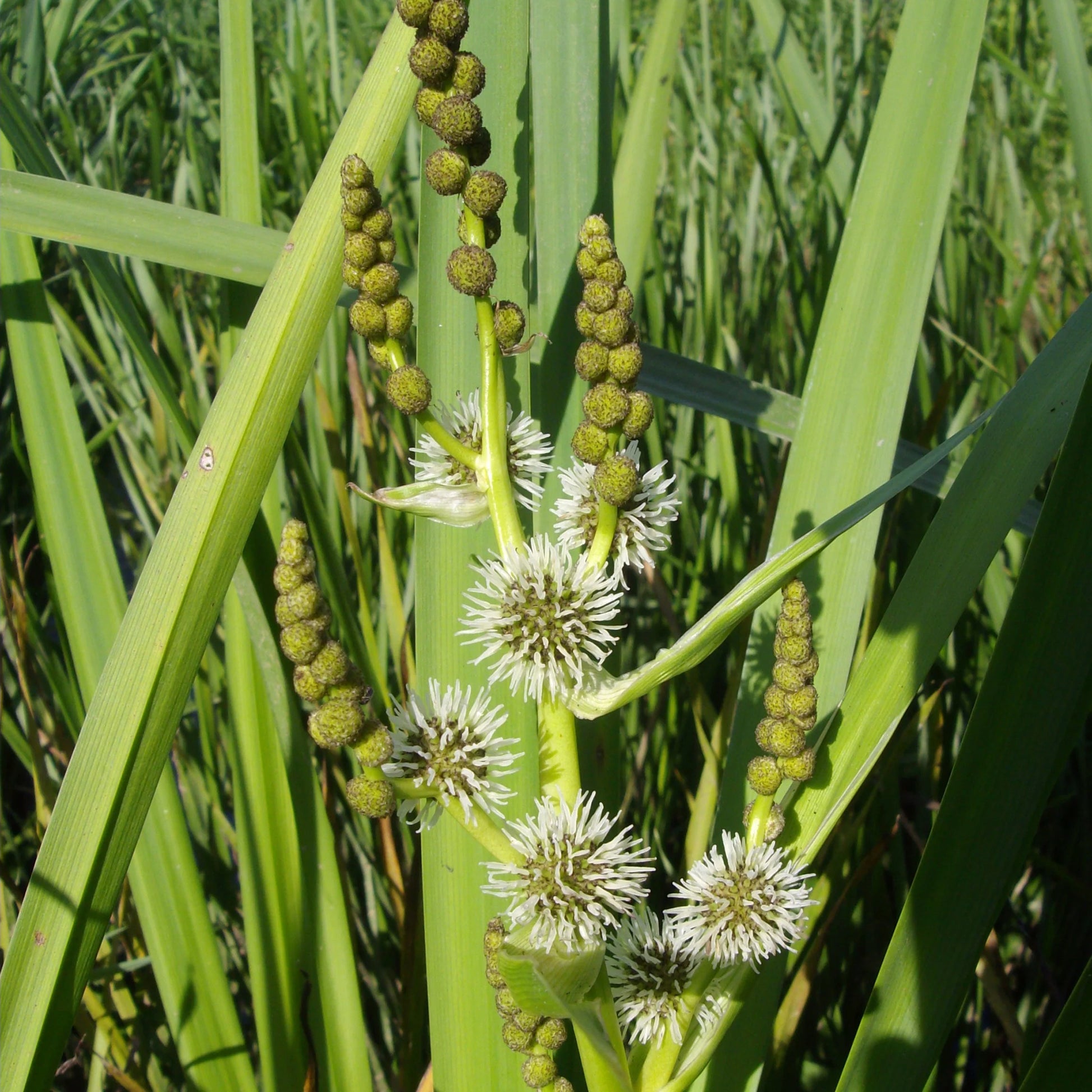 Igelkolben - Sparganium erectum - Bakker