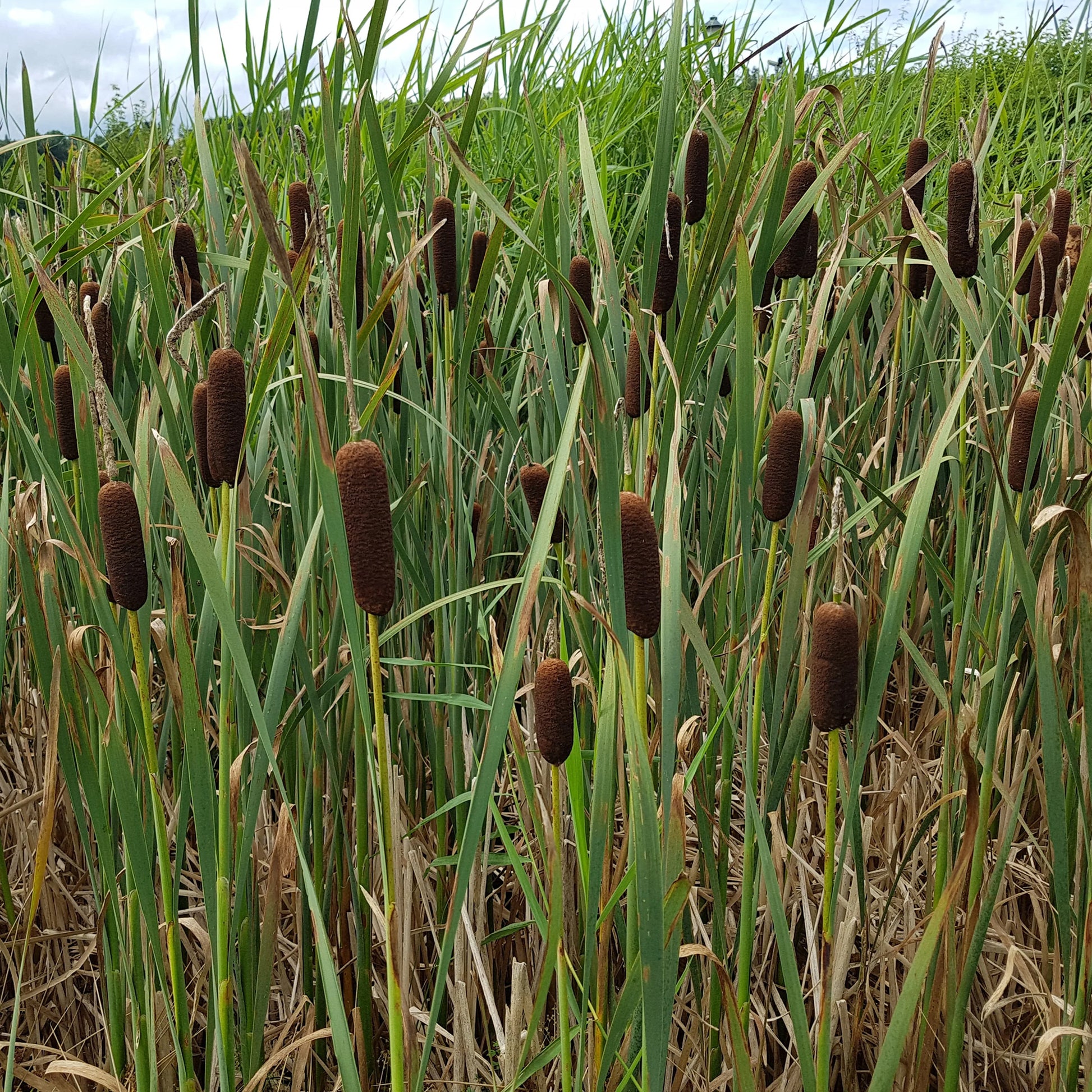 Laxmanns Rohrkolben - Typha laxmannii - Bakker