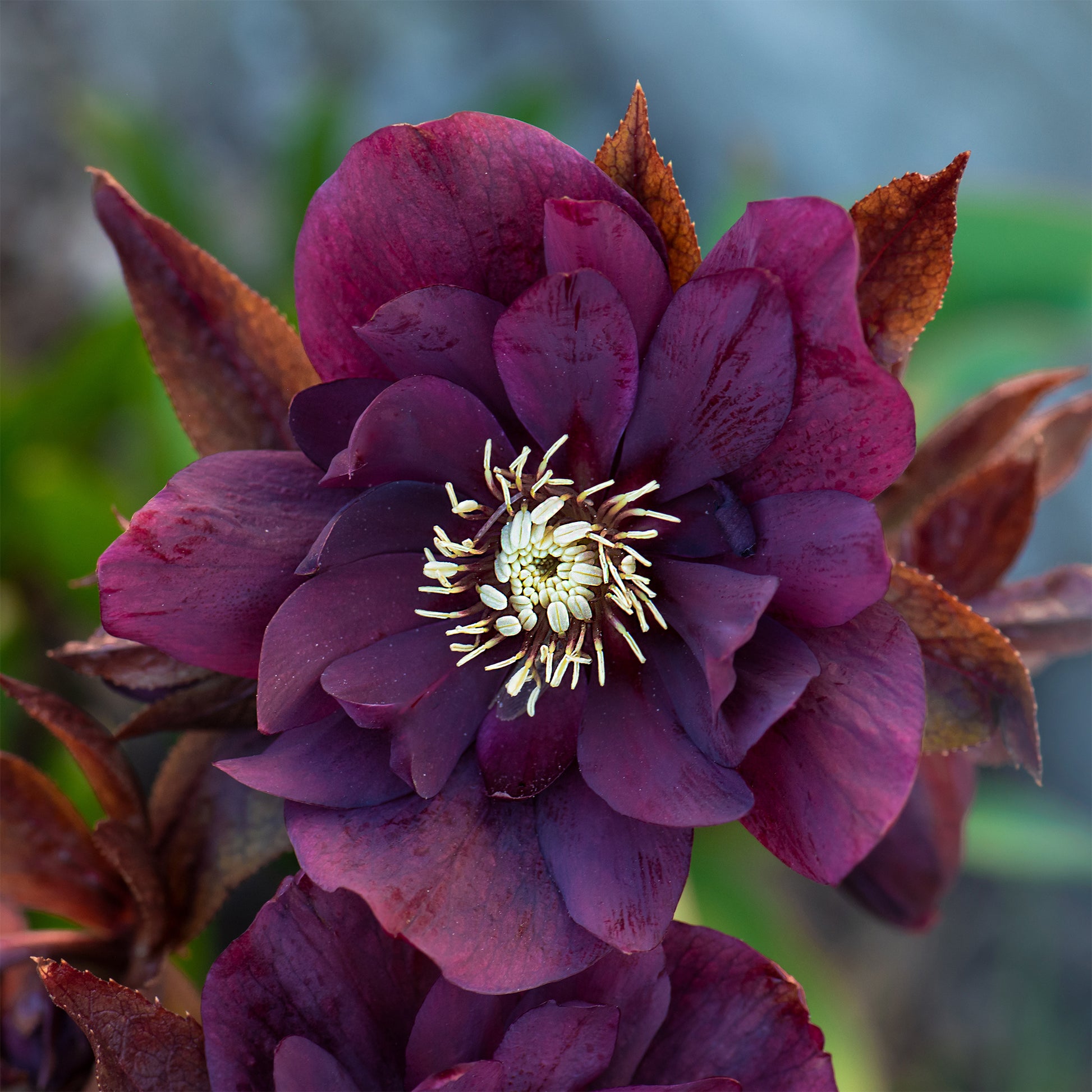 Helleborus orientalis Double Ellen Purple - gefüllte violette Helleborus Ellen (x2) - Christrose - Helleborus