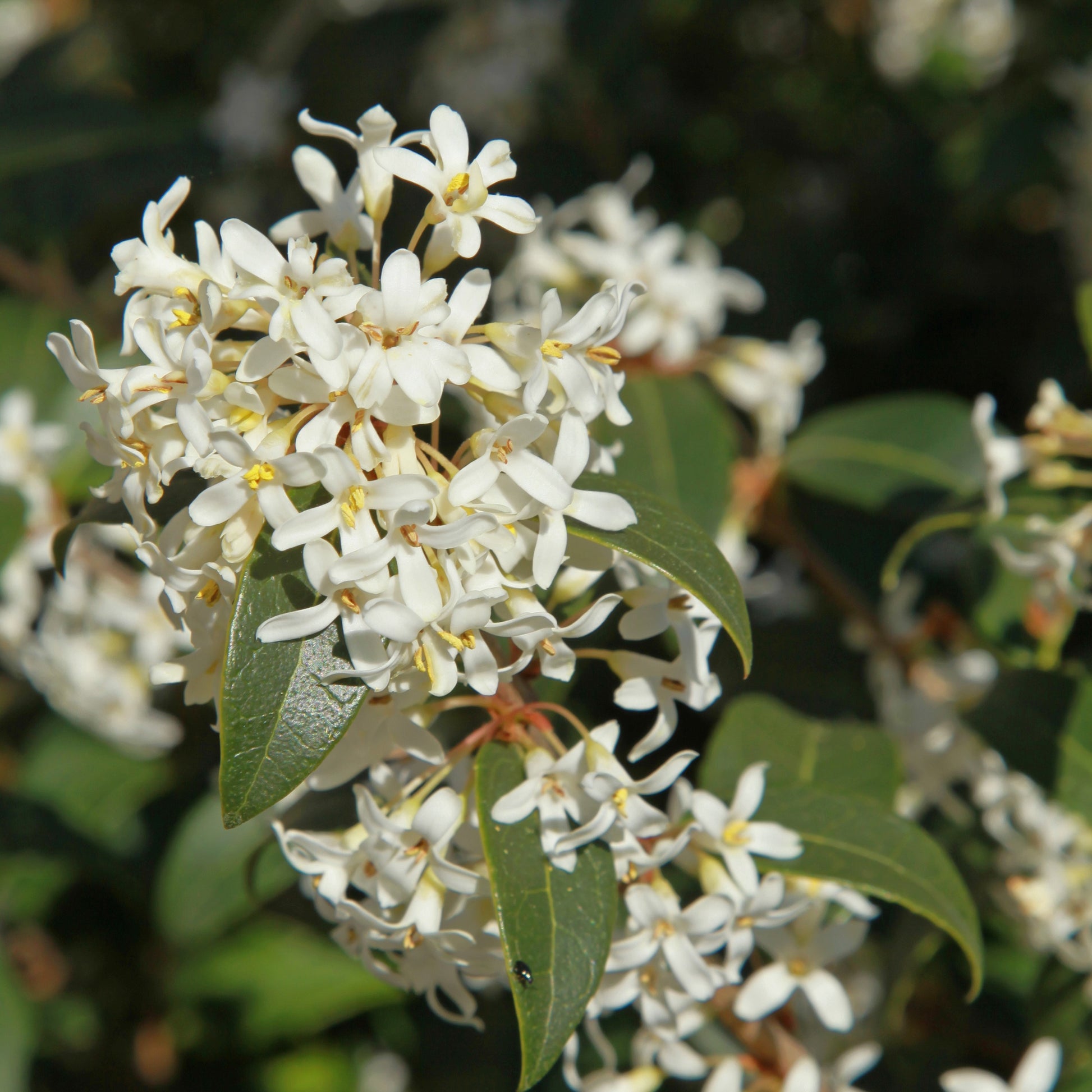 Burkwoods Duftblüte - Osmanthus burkwoodii - Bakker