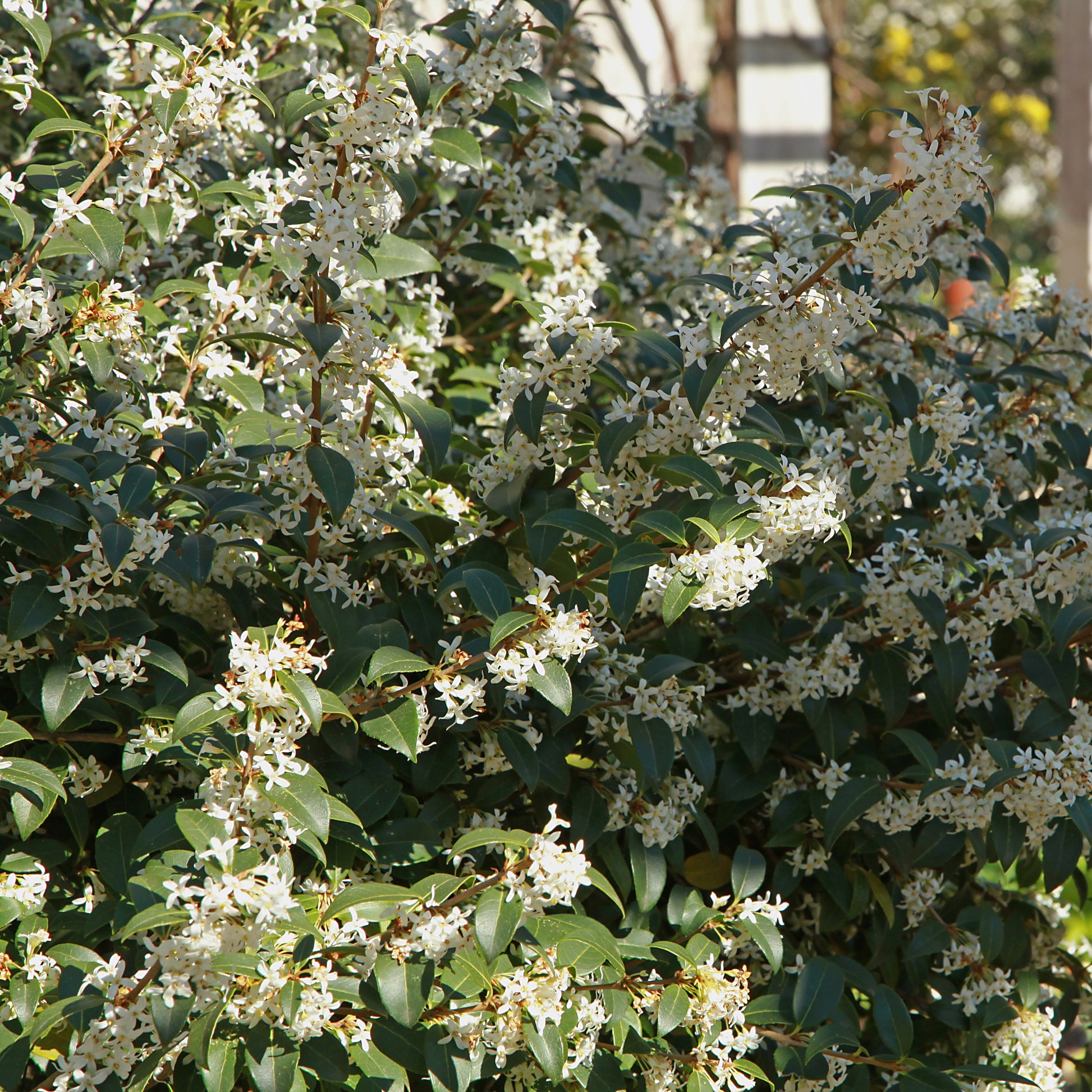 Burkwoods Duftblüte - Bakker