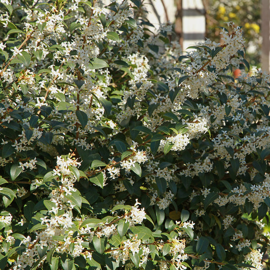 Burkwoods Duftblüte - Bakker