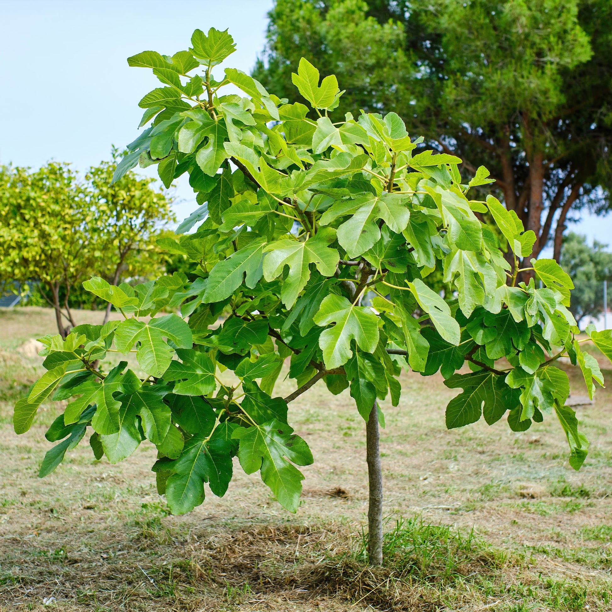Ficus carica Brown Turkey - Feigenbaum 'Brown Turkey' - Feigenbäume