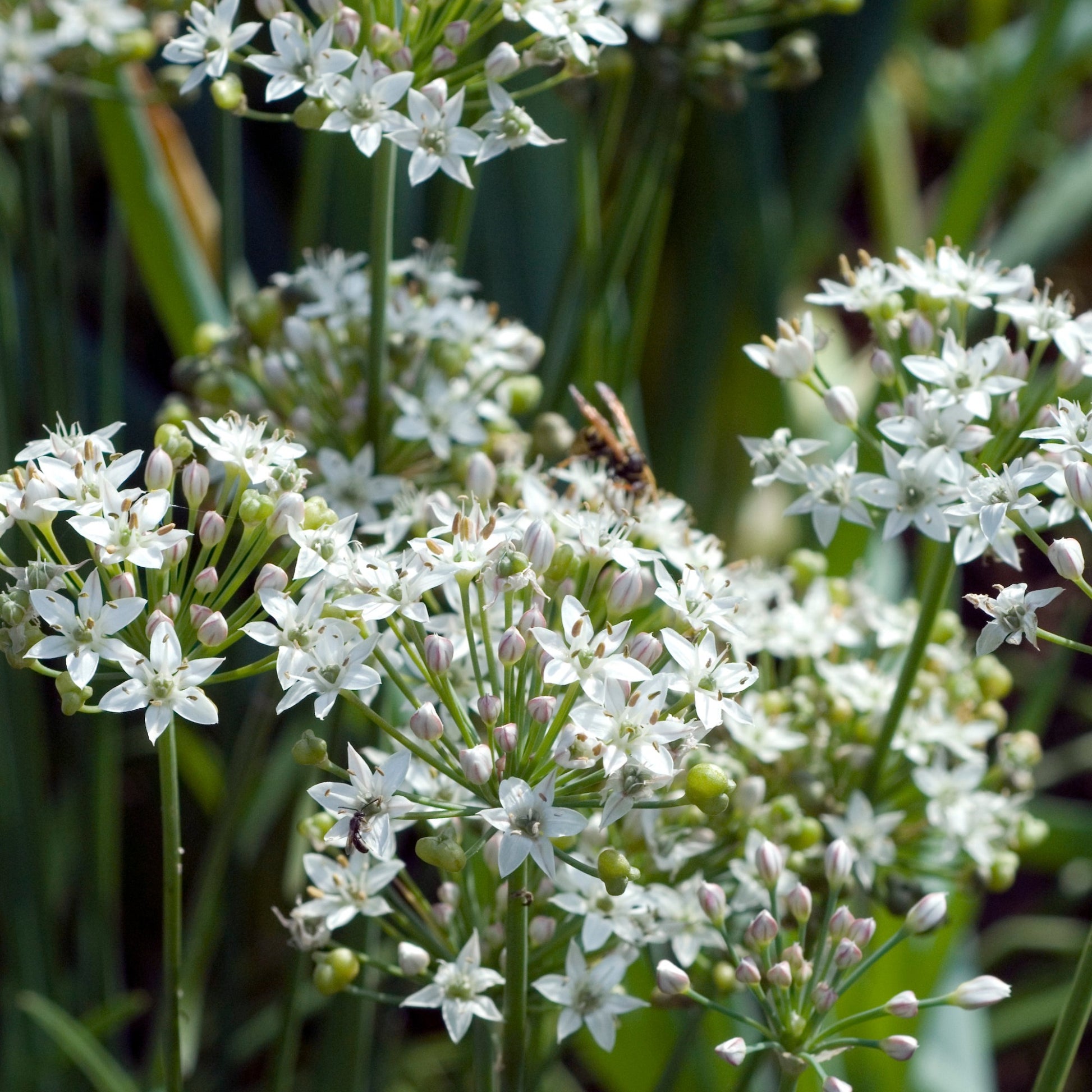 Allium tuberosum - Schnittknoblauch - Gewürzkräuter