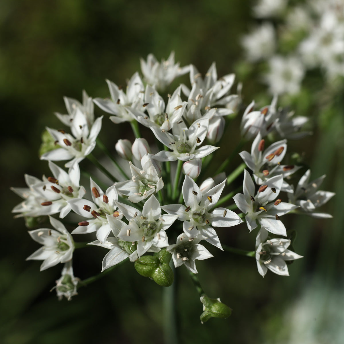 Gewürzkräuter - Schnittknoblauch - Allium tuberosum