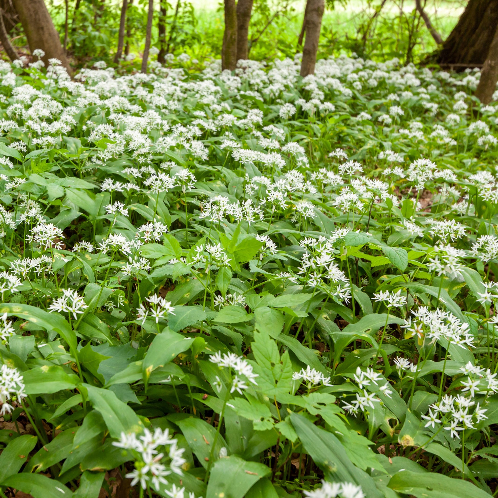 Bärlauch - Allium ursinum - Bakker