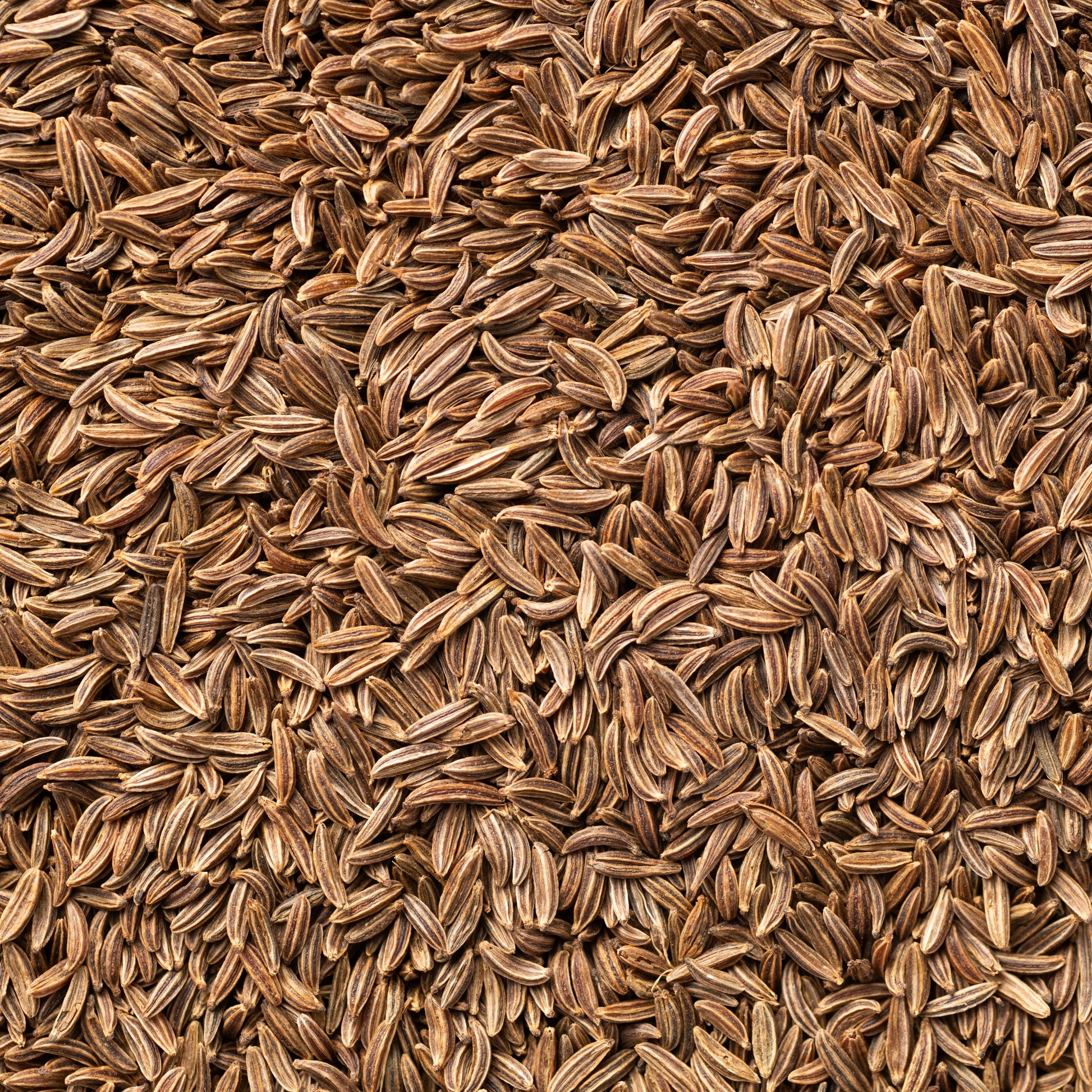 Kreuzkümmel - Cumin - Bakker