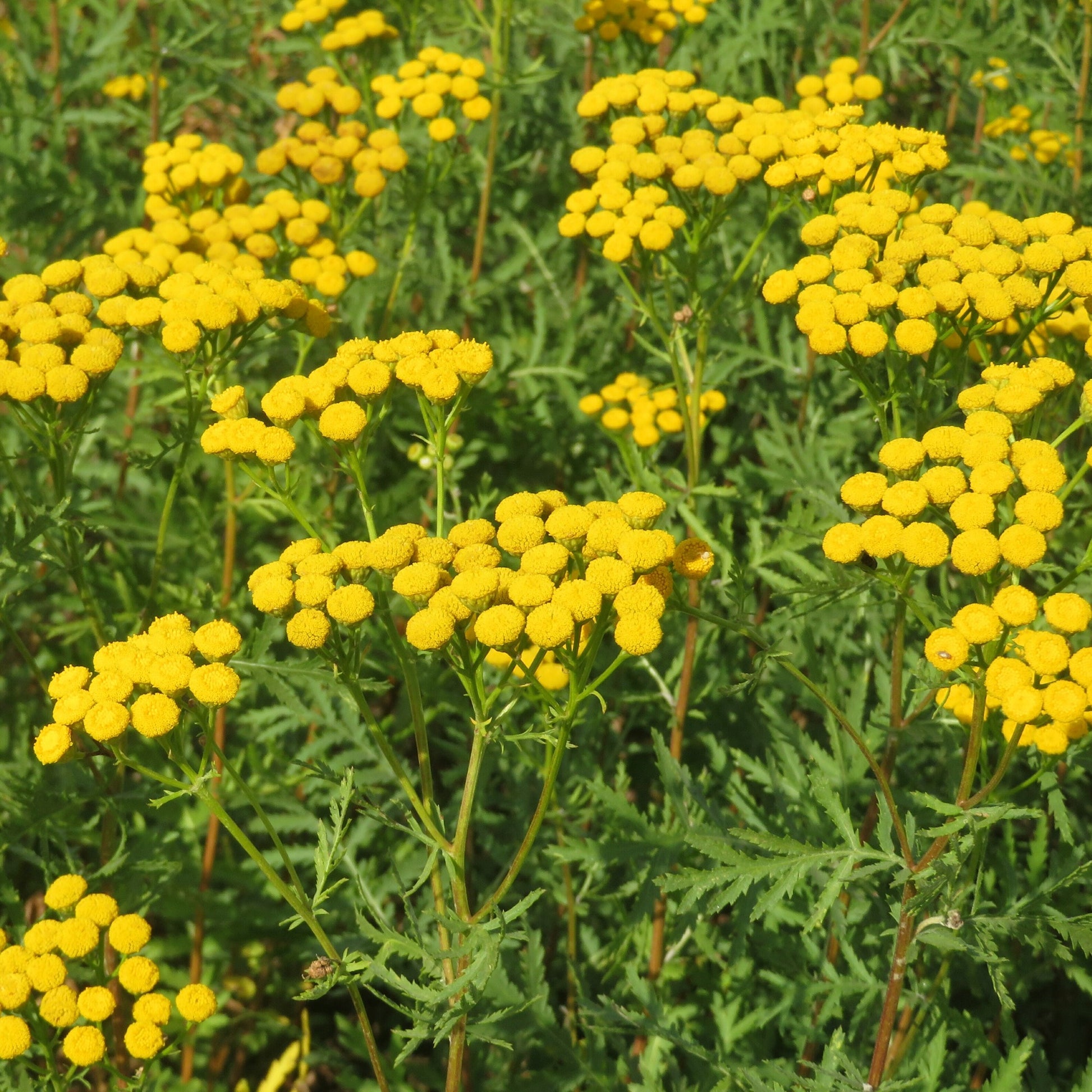 Rainfarn - Tanacetum vulgare - Bakker
