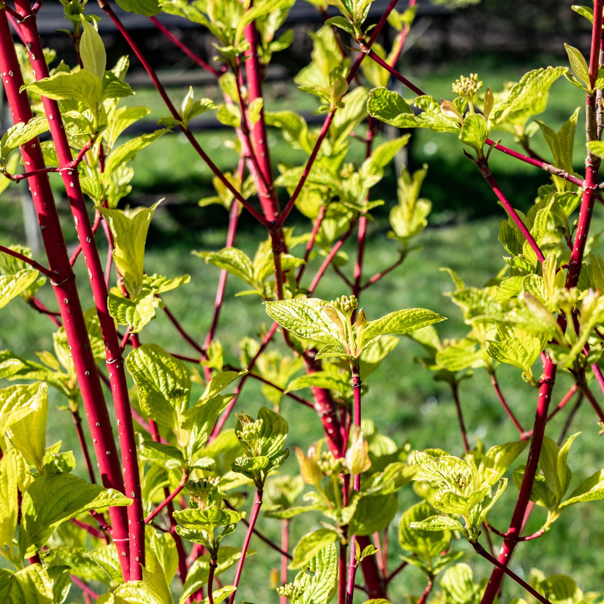 Rotholziger Hartriegel Sibirica - Cornus alba Sibirica - Bakker