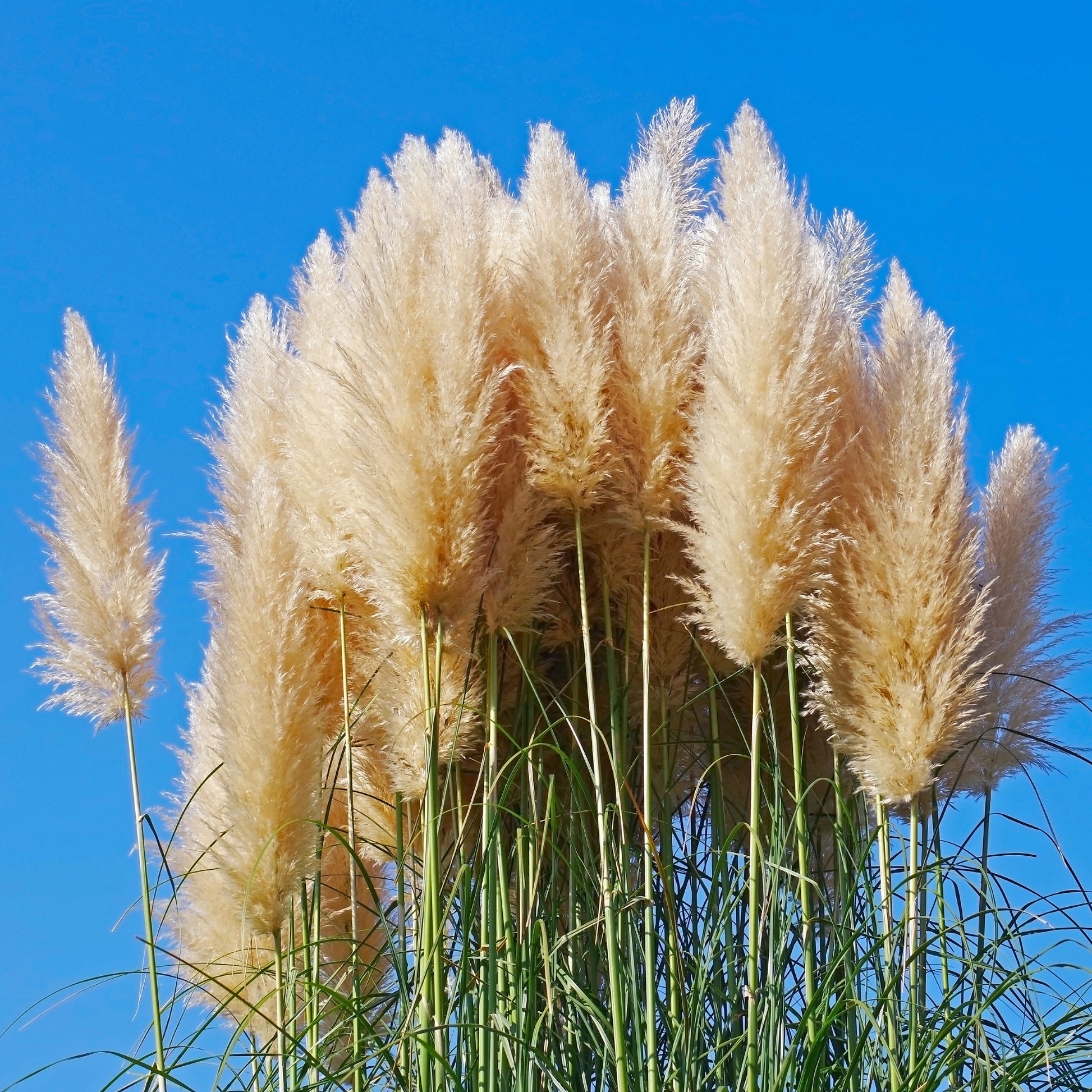 Pampasgras Cortaderia 'Pumila' - Cortaderia selloana pumila - Bakker