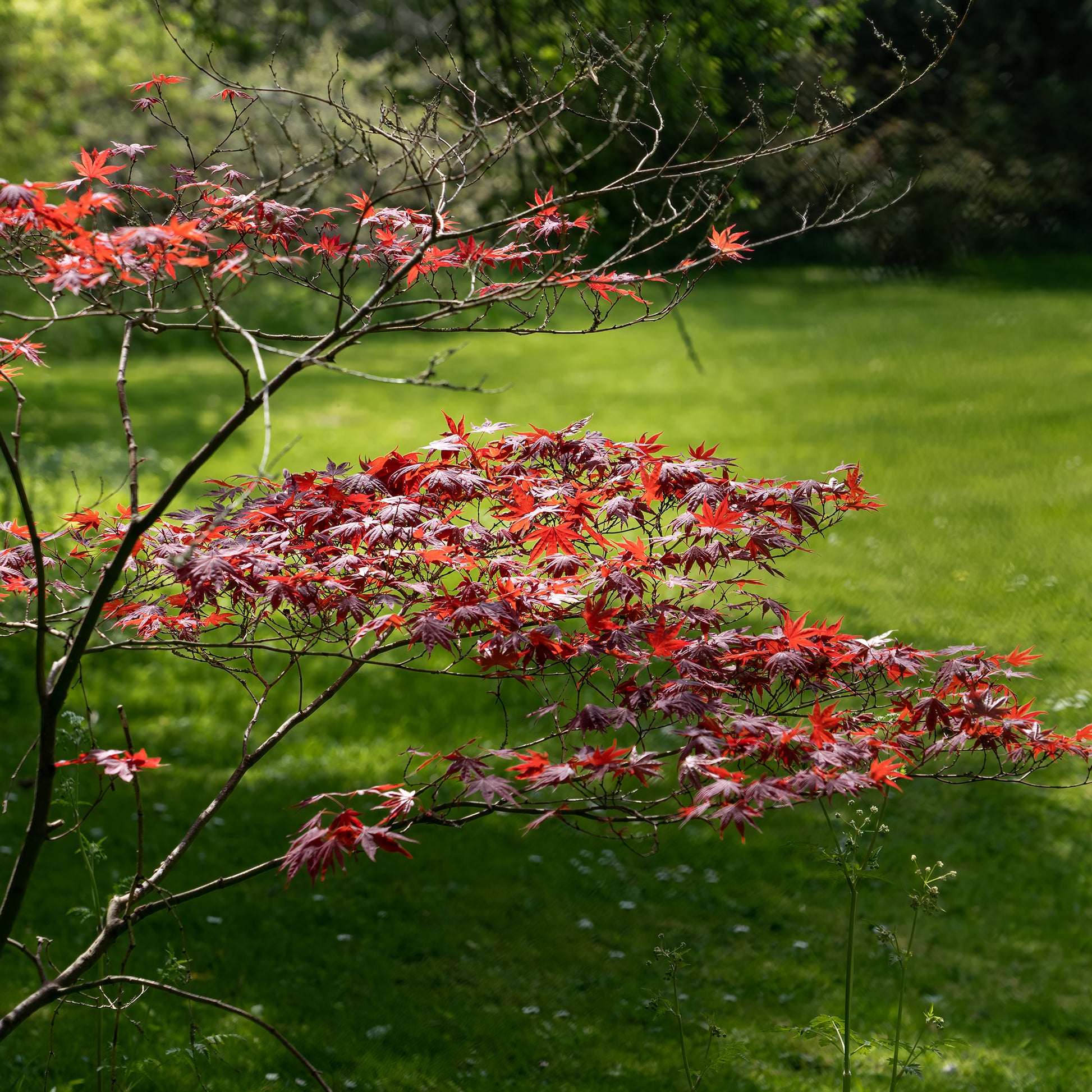 Verkauf Japanischer Ahorn 'Atropurpureum' - Japanischer Ahorn