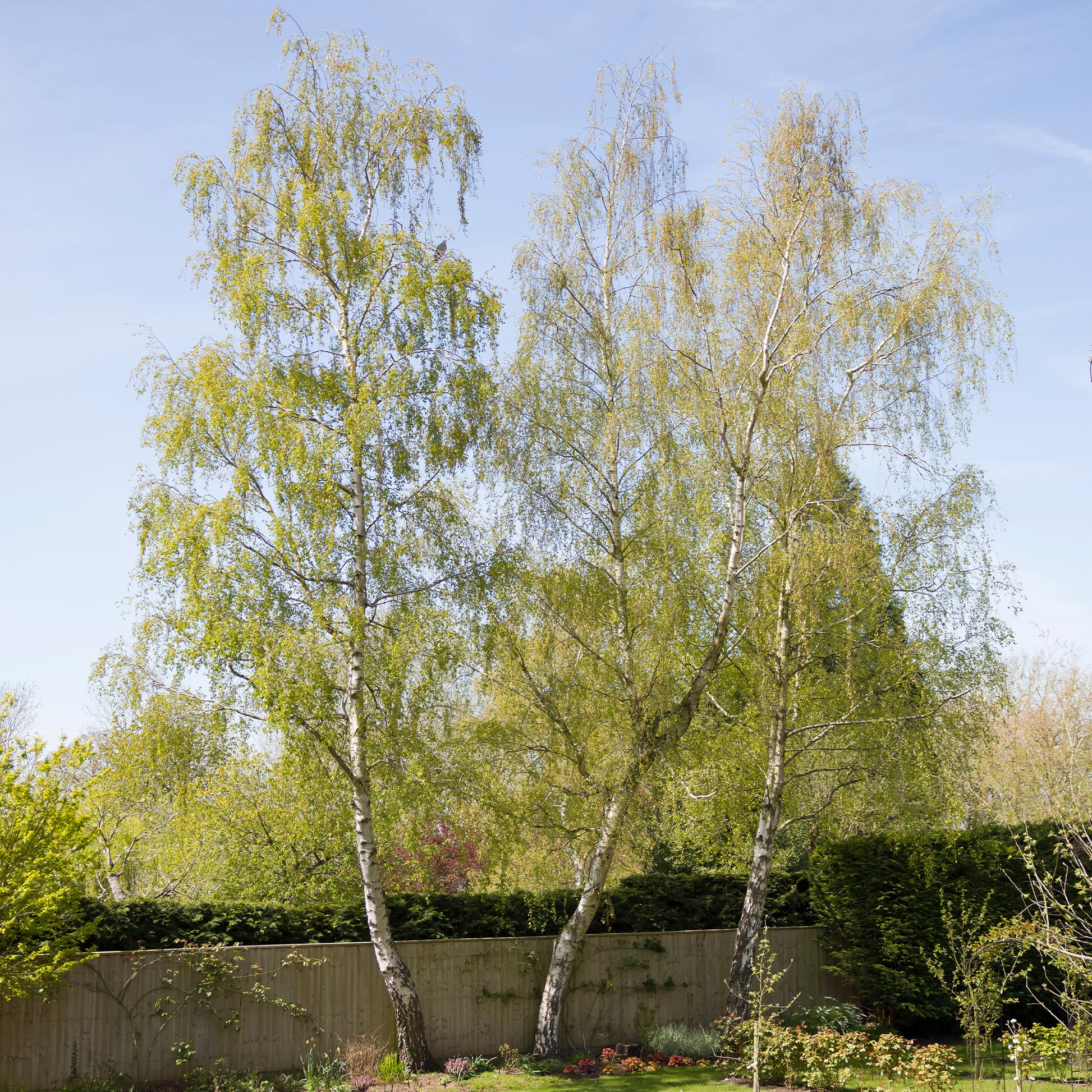 Hänge-Birke - Betula pendula - Bakker