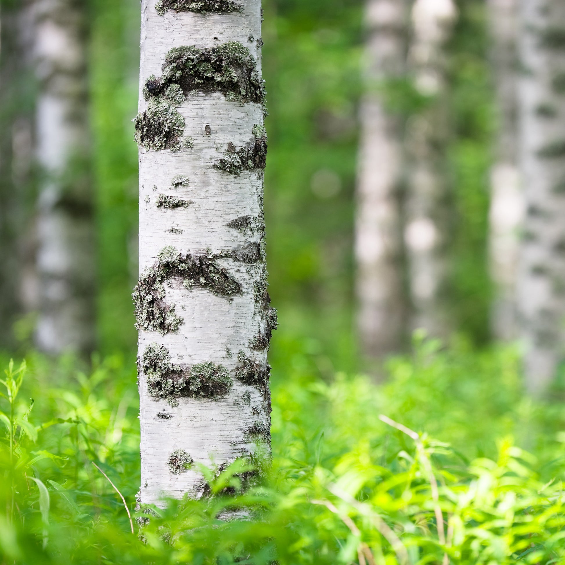 Birke - Hänge-Birke - Betula pendula
