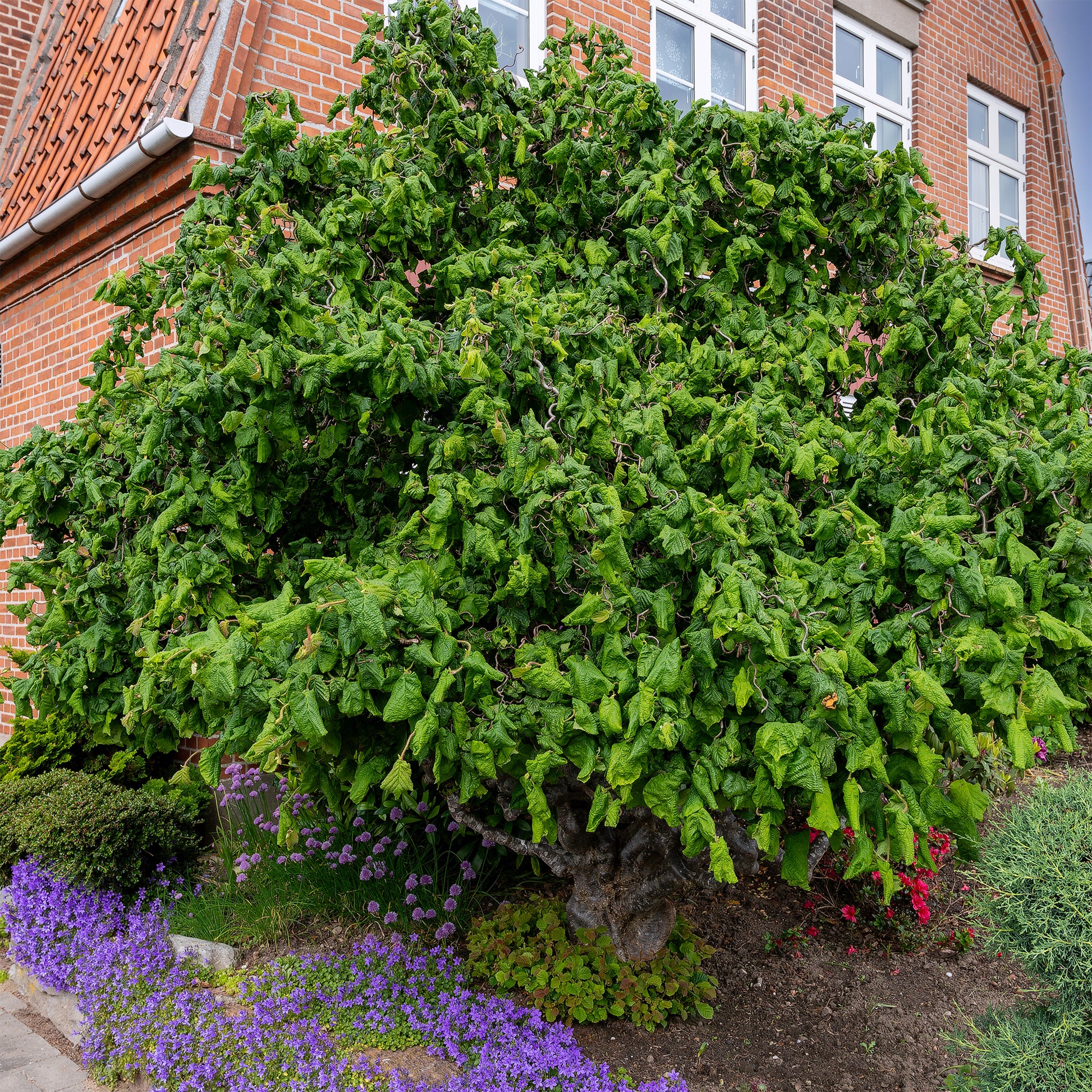 Korkenzieherhasel 'Contorta' - Corylus avellana 'contorta' - Bakker