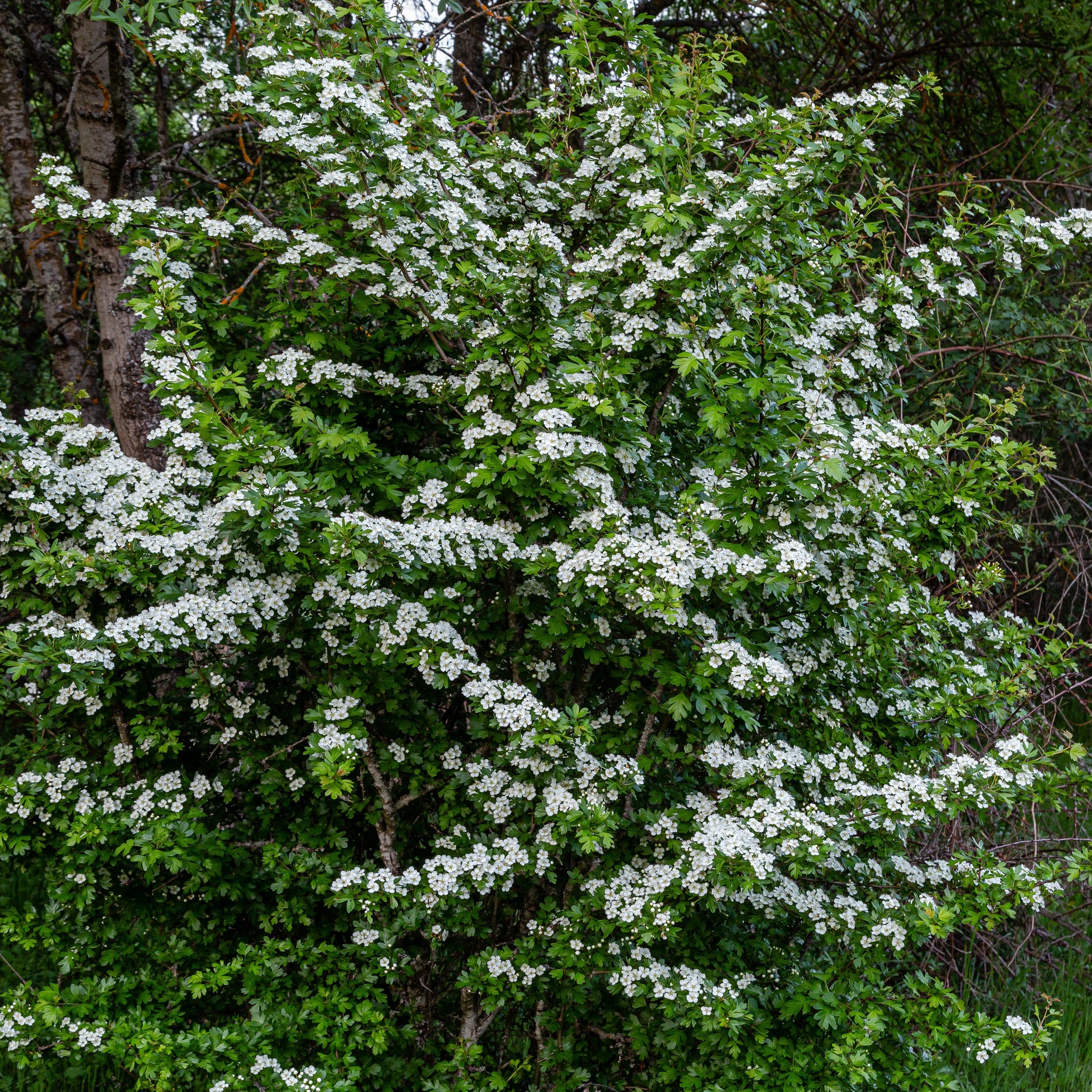 Weißdorn - Crataegus monogyna - Bakker