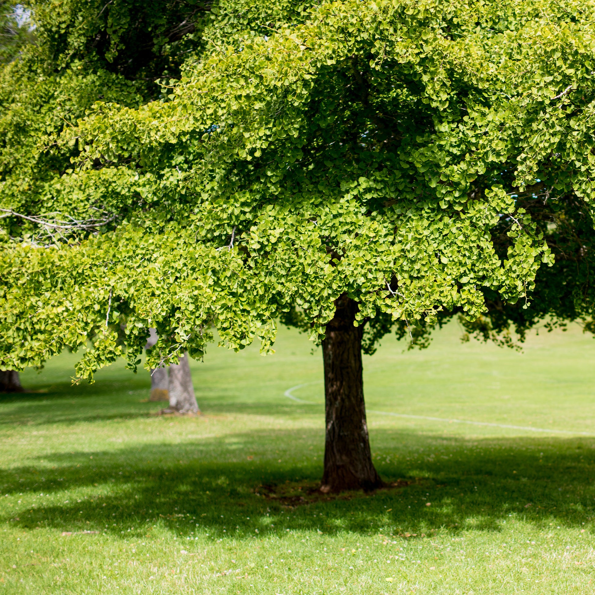 Verkauf Japanischer Nussbaum - Ginkgo - Ginkgo biloba
