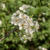 Blühende Bäume - Vogelkirsche - Prunus avium