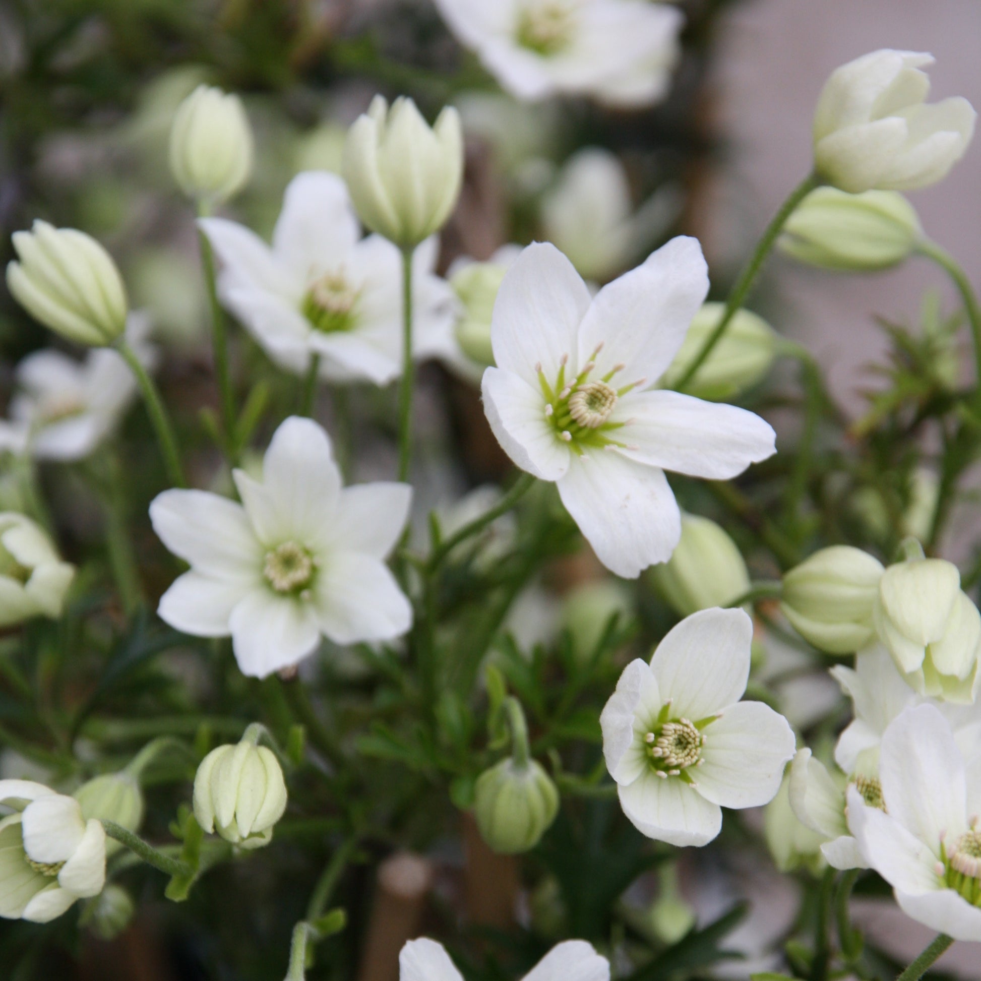 Clematis Early Sensation - Waldrebe Early Sensation - Clematis