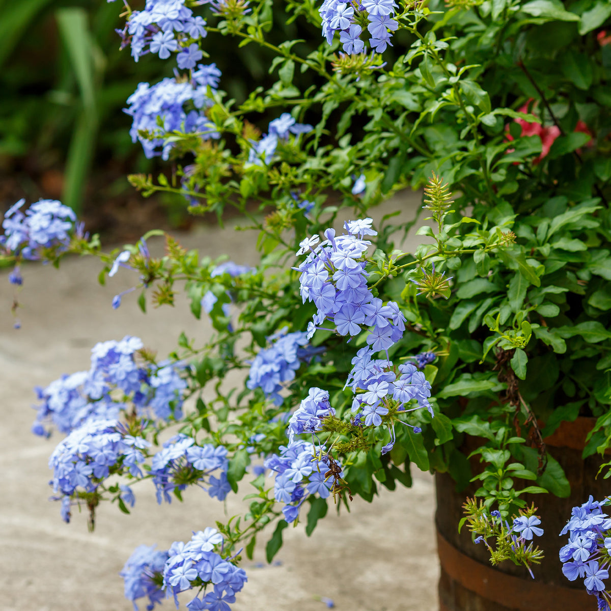 Balkonblumen - Bleiwurz - Plumbago auriculata