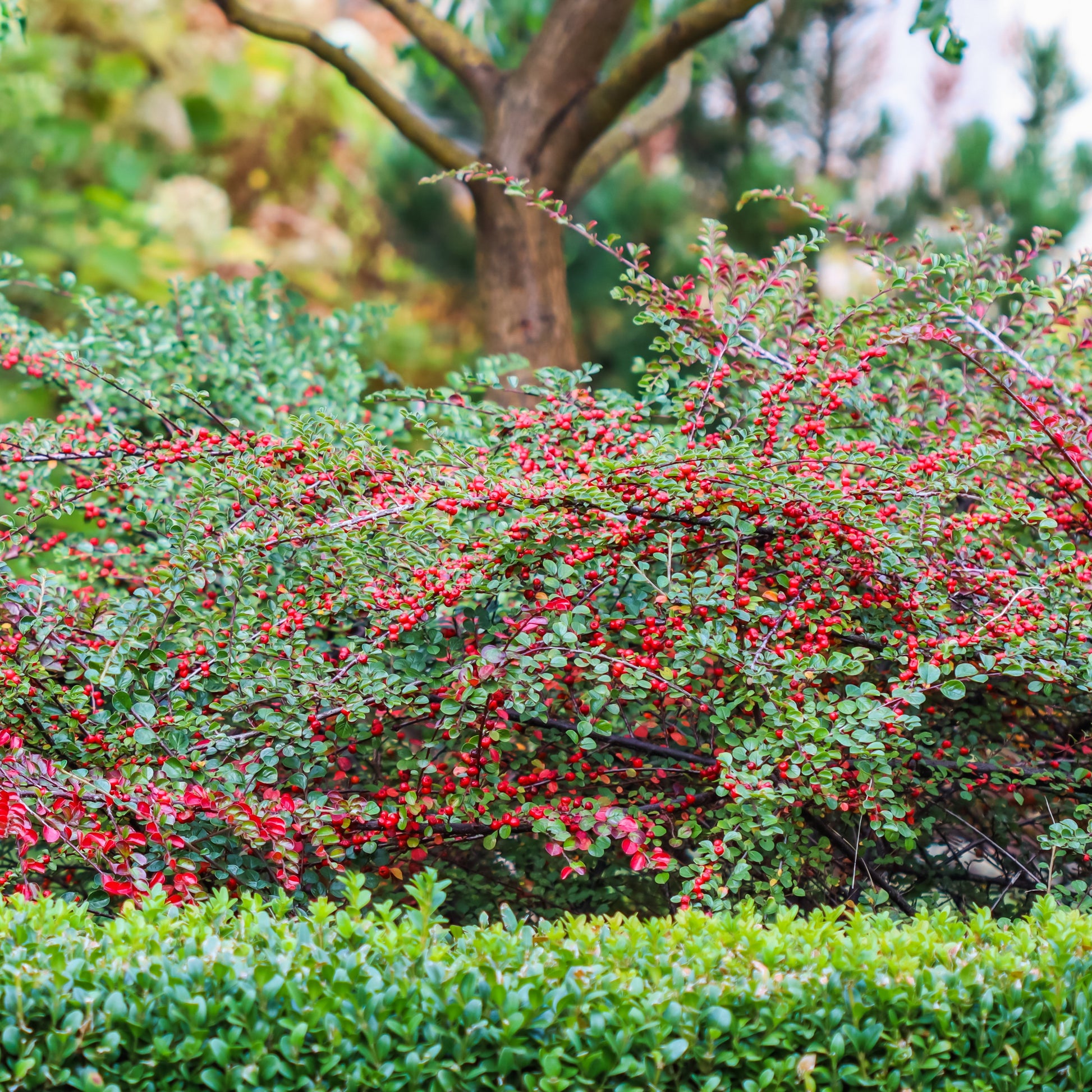 Verkauf Fächer-Zwergmispel - Cotoneaster horizontalis