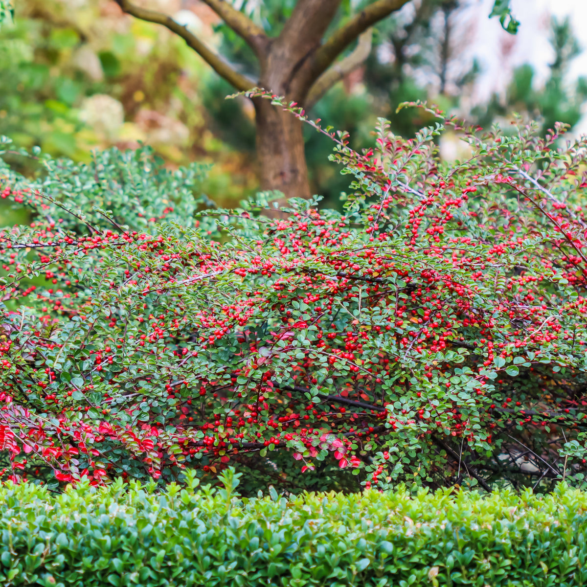 Verkauf Fächer-Zwergmispel - Cotoneaster horizontalis