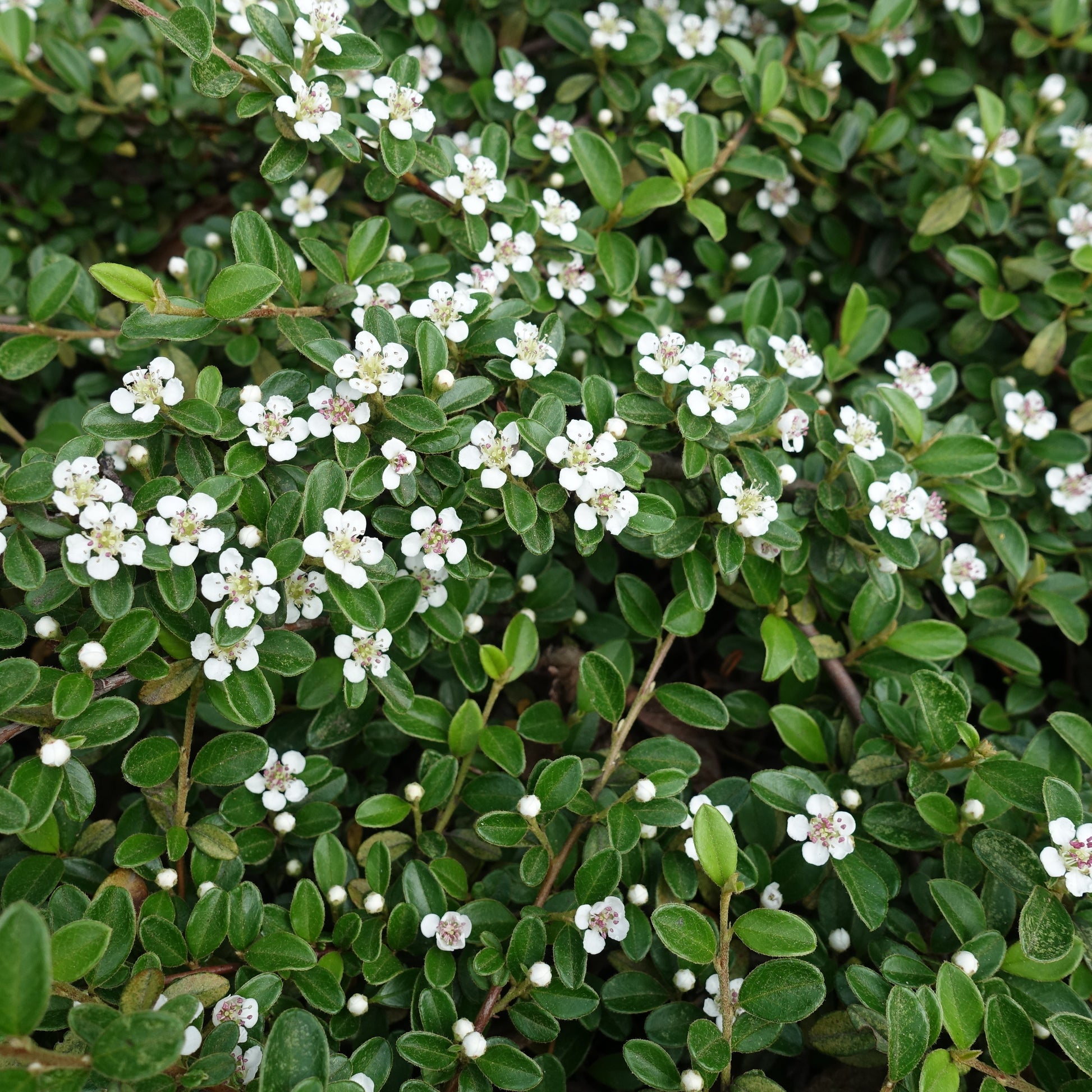 Cotoneaster horizontalis - Fächer-Zwergmispel - Bodendecker