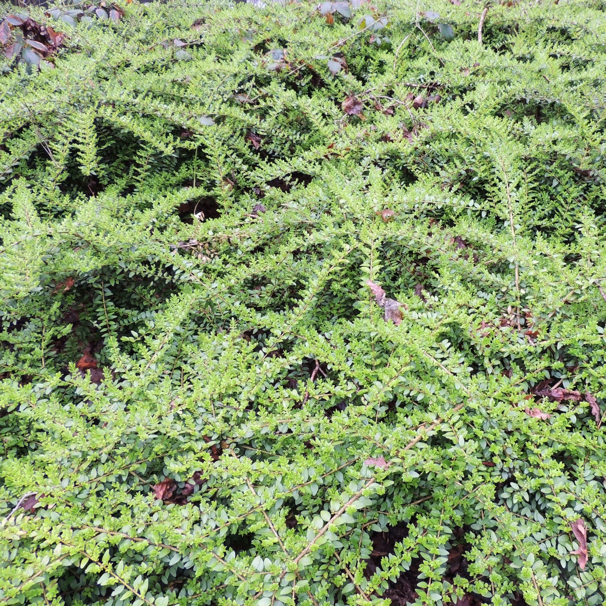 Lonicera pileata - Immergrüne Heckenkirsche - Immergrüne Pflanzen