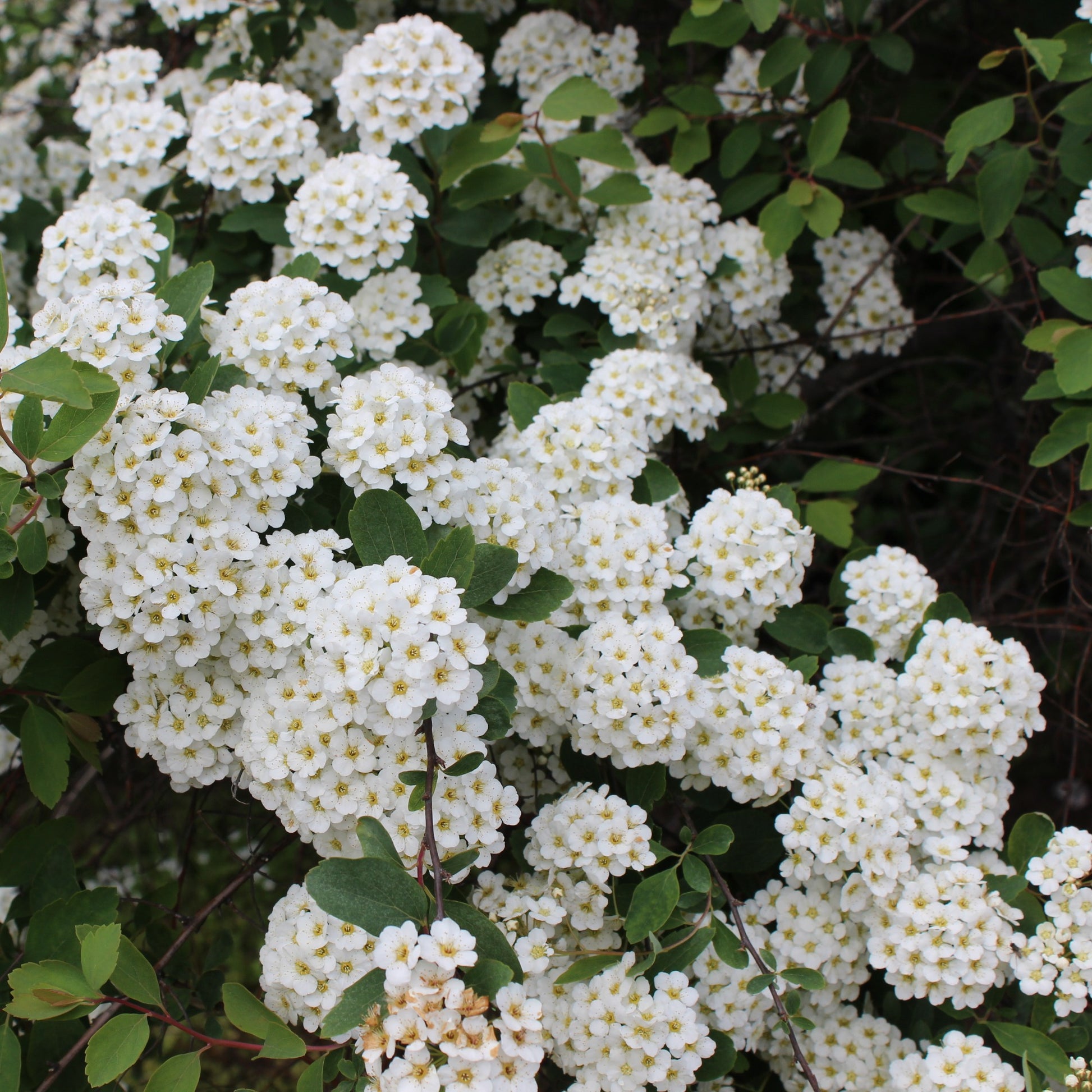 Spiraea vanhouttei - Vanhouttes Spiere - Spiraea