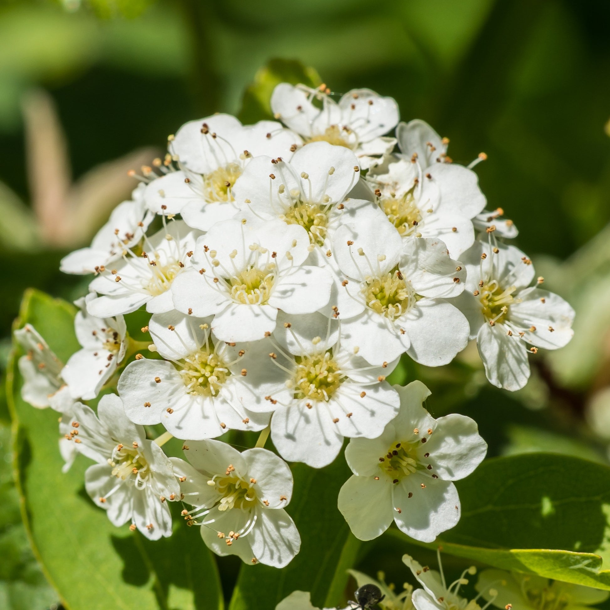 Verkauf Vanhouttes Spiere - Spiraea vanhouttei