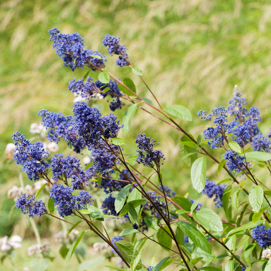 Ceanothus ‘Gloire de Versailles’ - Bakker