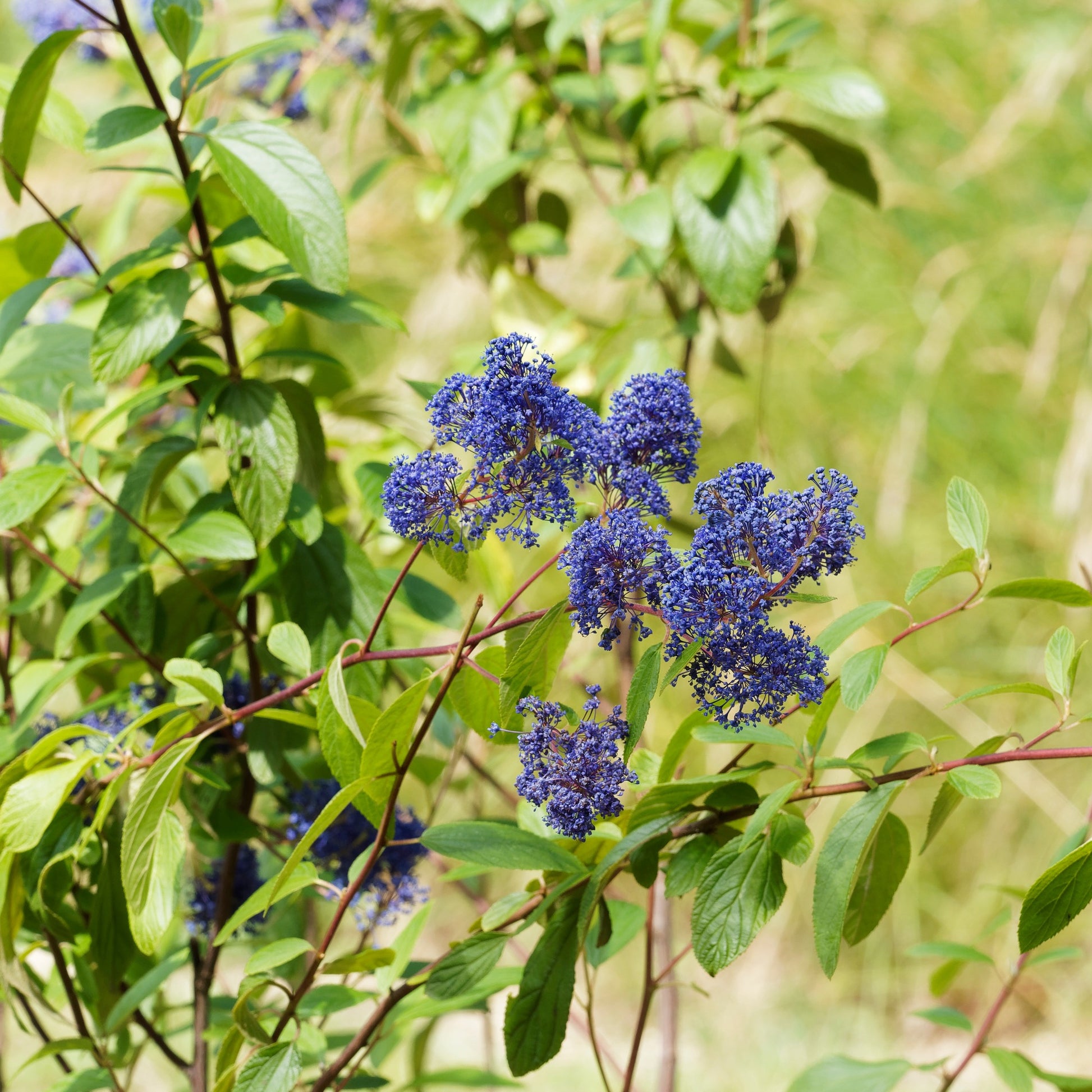 Ceanothus ‘Gloire de Versailles’ - Ceanothus delilianus gloire de versailles - Bakker