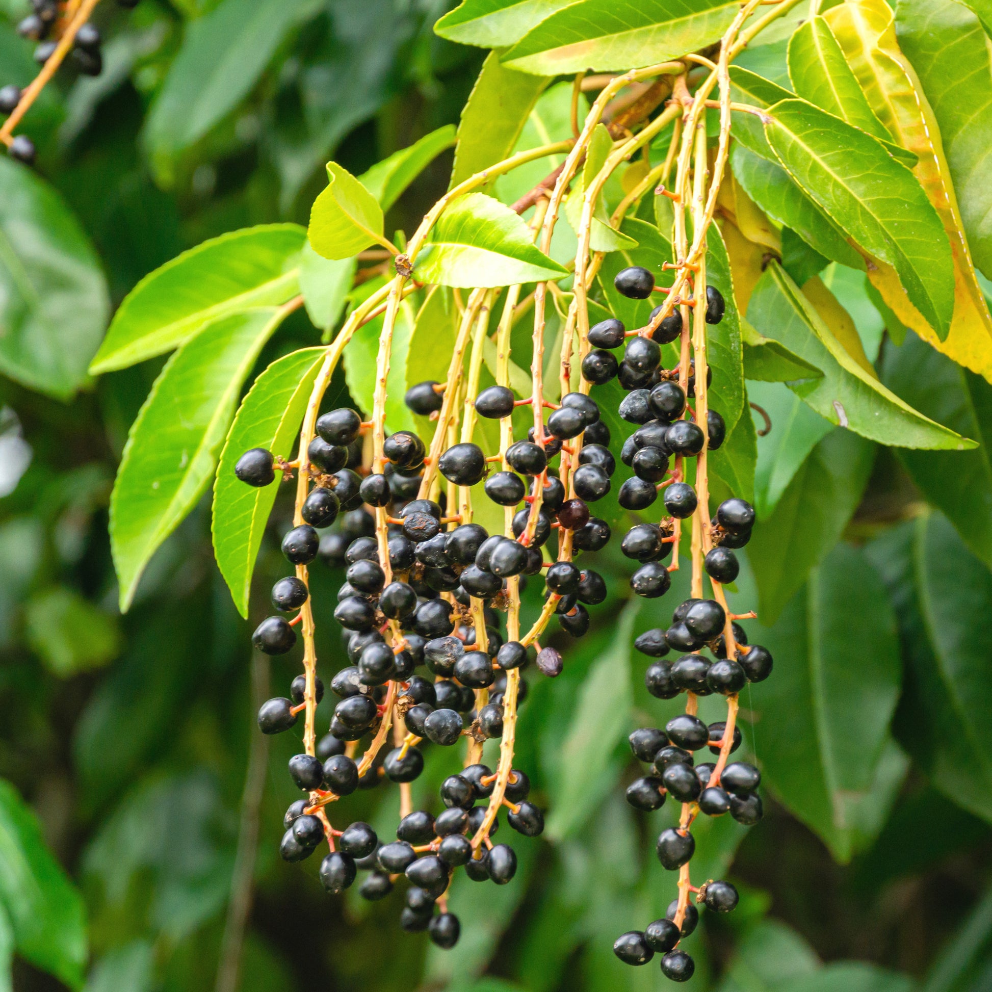 Lorbeerbäume - Laurus Nobilis - Portugiesischer Kirschlorbeer - Prunus lusitanica