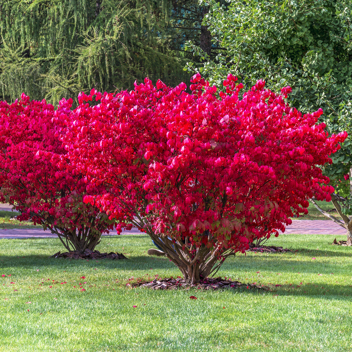 Sträucher - Flügelspindelstrauch Compactus - Euonymus alatus Compactus