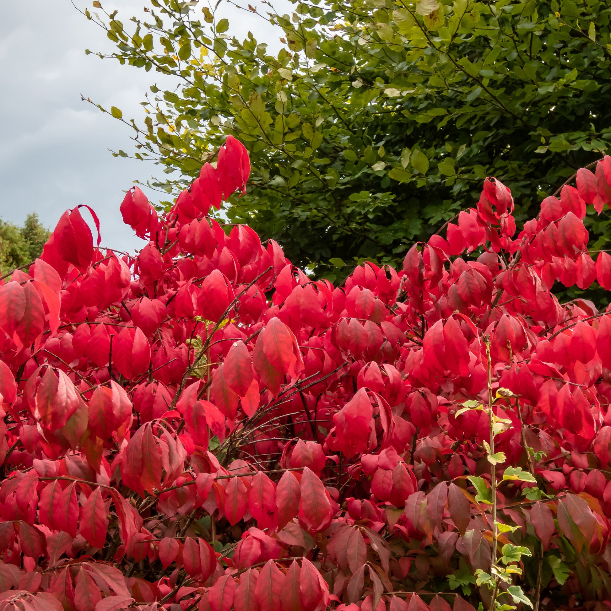 Verkauf Flügelspindelstrauch Compactus - Euonymus alatus Compactus