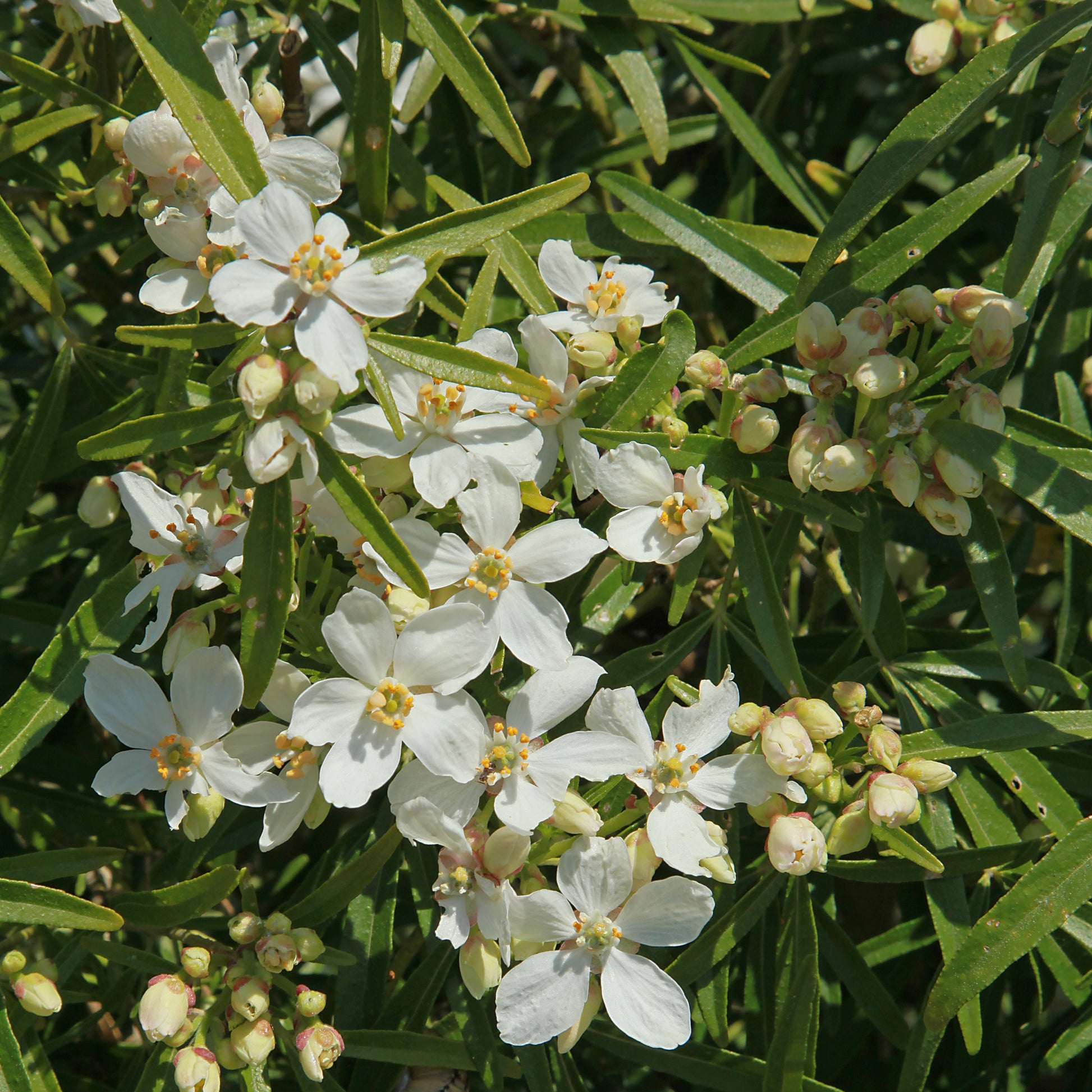 Orangenblume White Dazzler ® - Choisya ternata White Dazzler ® - Bakker