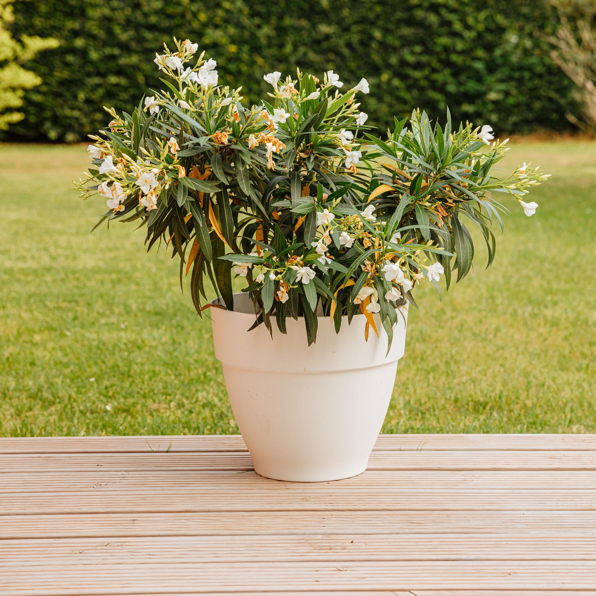 Oleander weiß - Bakker